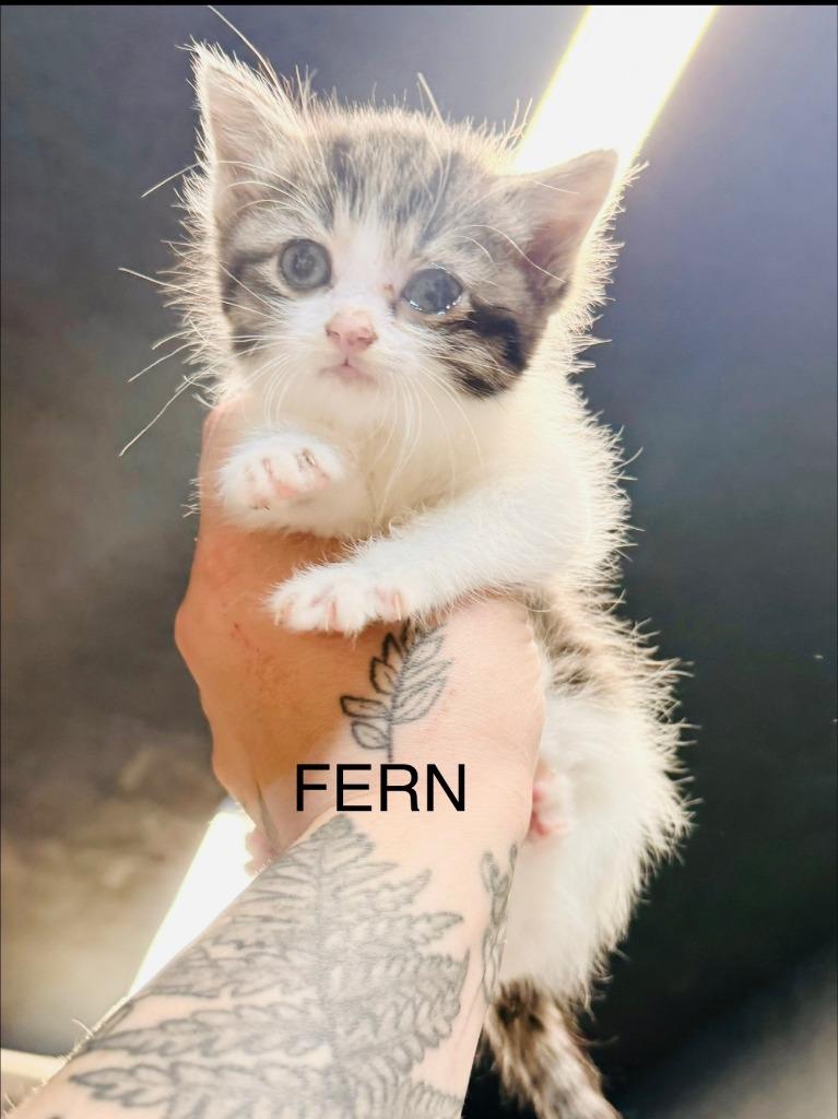 Fern, Adoptable, Kitten Female Domestic Short Hair.