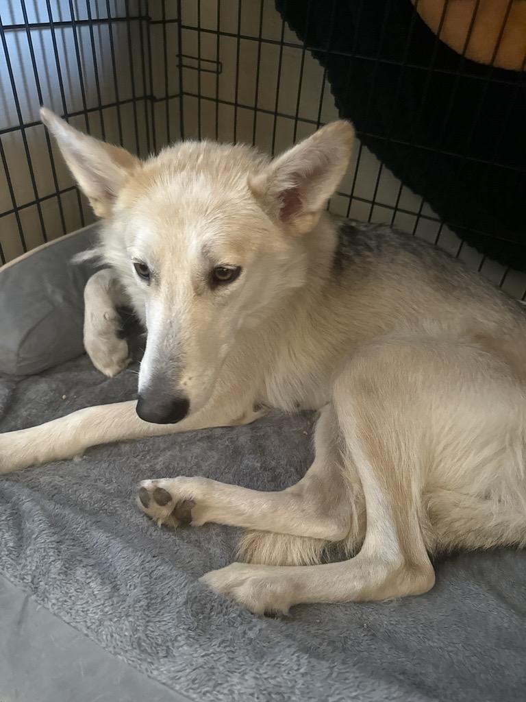 Farleigh, Adoptable, Adult Female Shepherd.