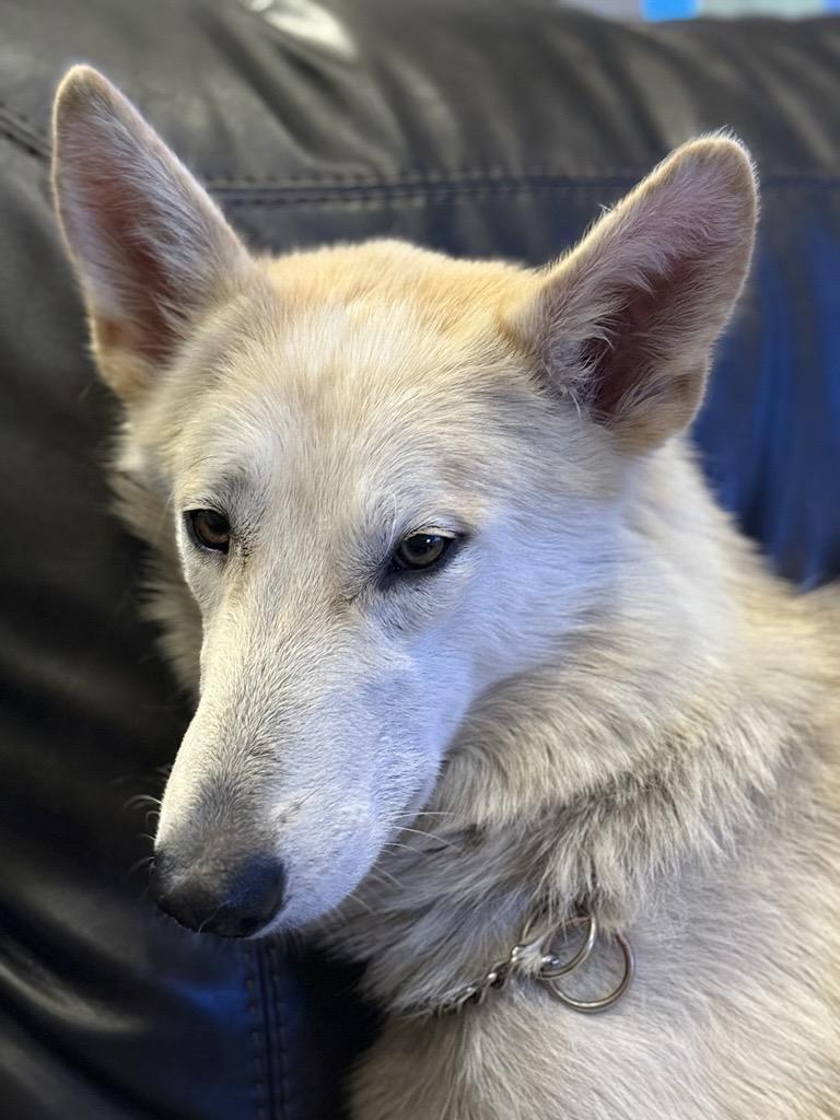 Enlarge Farleigh, a Adoptable mixed breed in Mustang, OK image 2/4