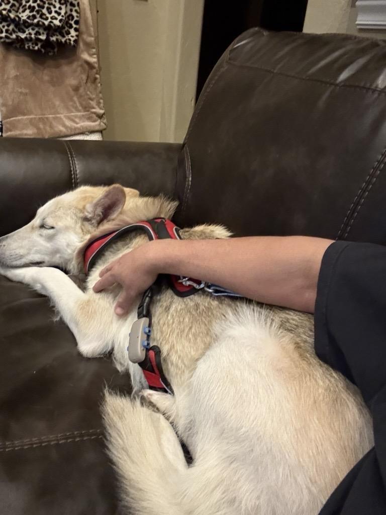 Enlarge Farleigh, a Adoptable mixed breed in Mustang, OK image 3/4