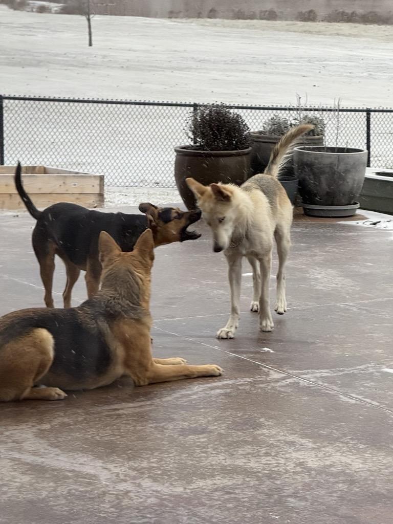 Enlarge Farleigh, a Adoptable mixed breed in Mustang, OK image 4/4