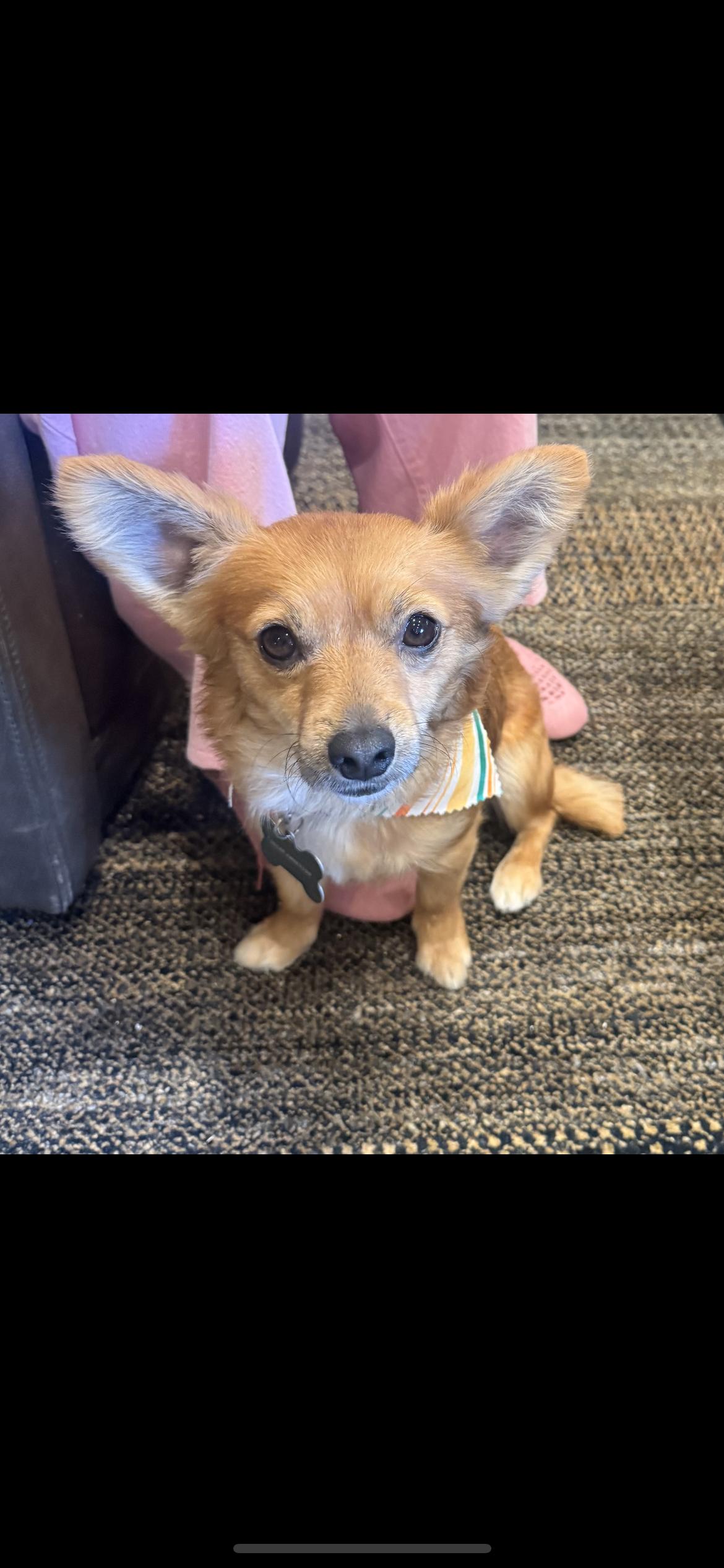 Oscar, adopted, Young Male Papillon & Pomeranian.