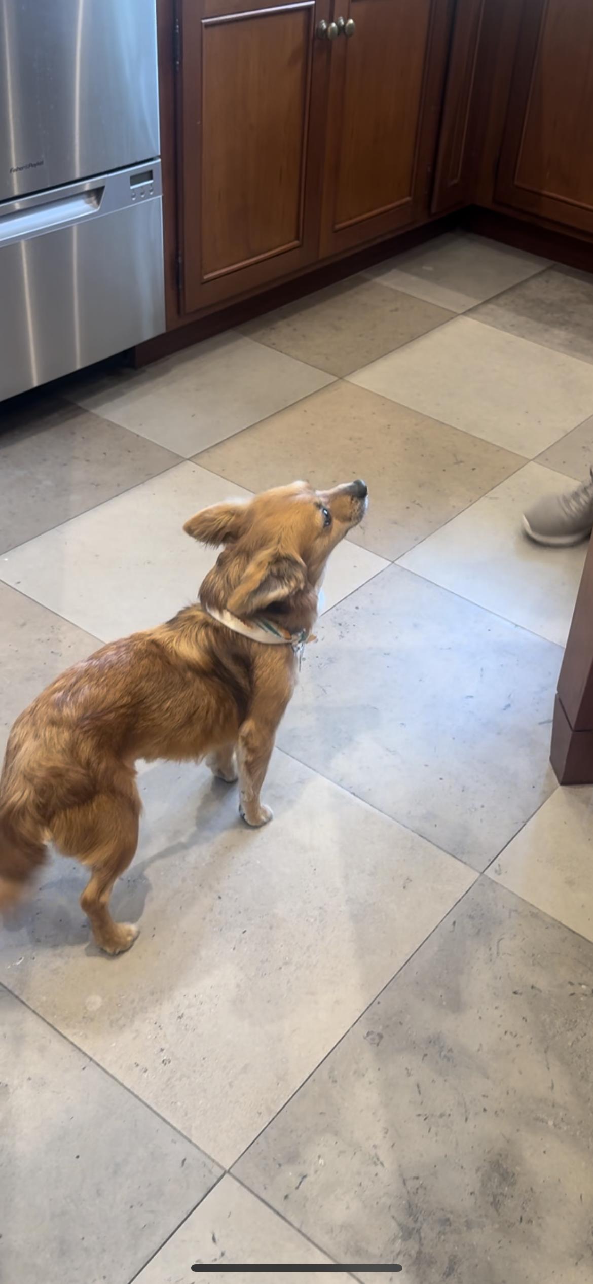 Enlarge Oscar, an adopted mixed breed in Hamden, CT image 6/6