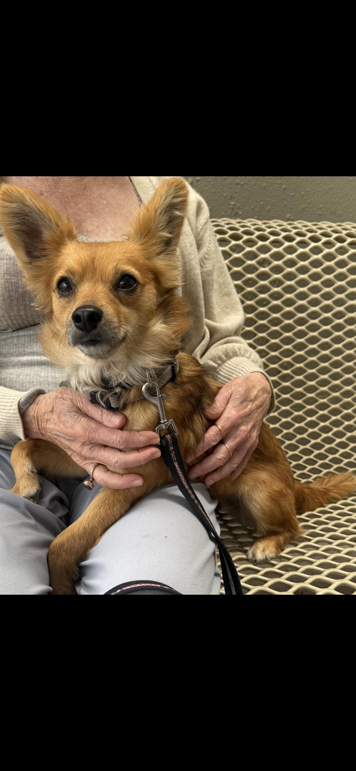 Enlarge Oscar, an adopted mixed breed in Hamden, CT image 4/6