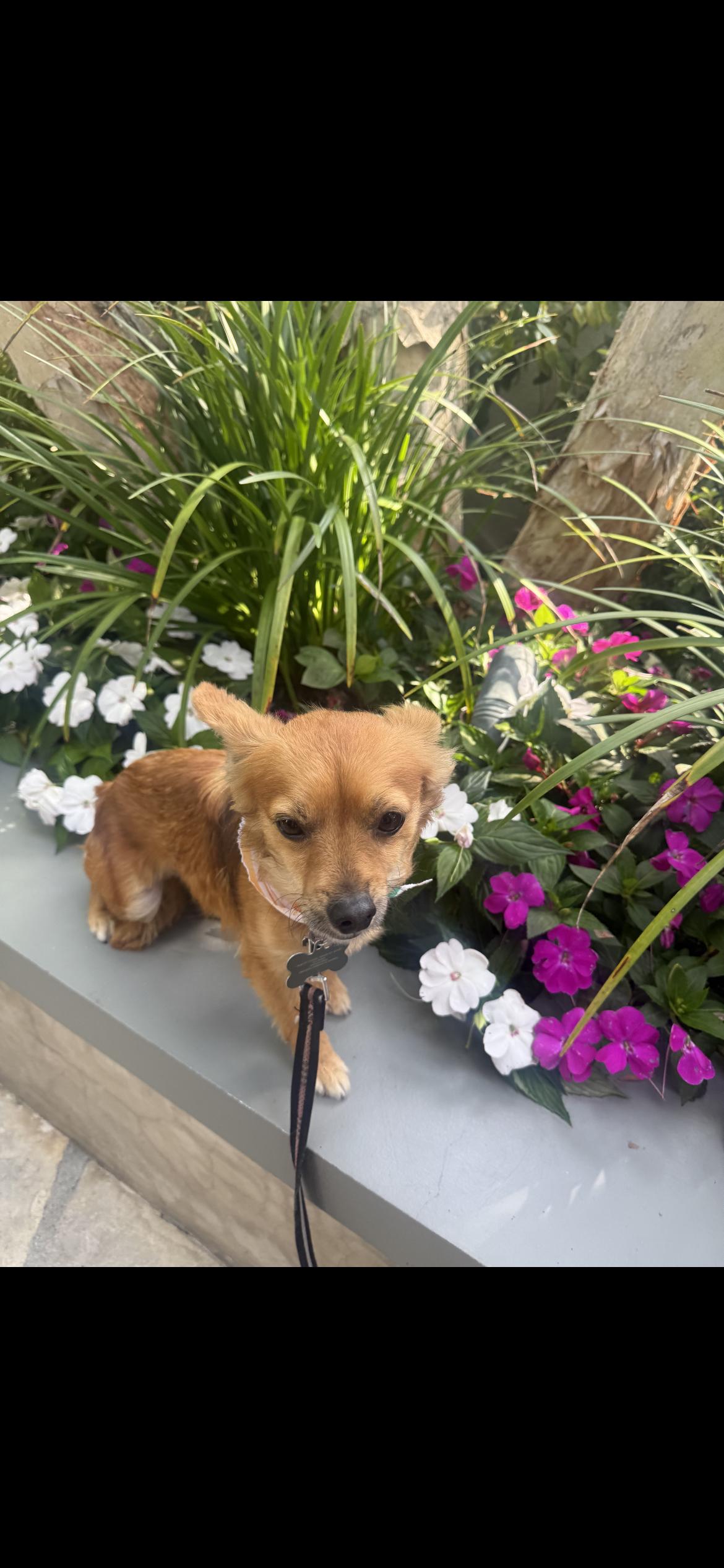 Enlarge Oscar, an adopted mixed breed in Hamden, CT image 5/6