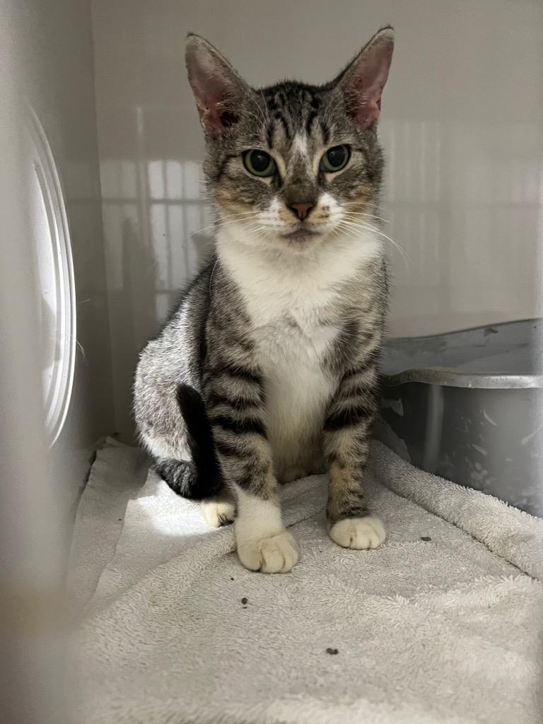 Pixie, Adoptable, Adult Female Domestic Short Hair.