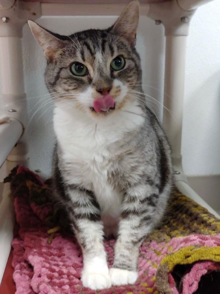 Enlarge Pixie, a Adoptable mixed breed in Corpus Christi, TX image 2/3