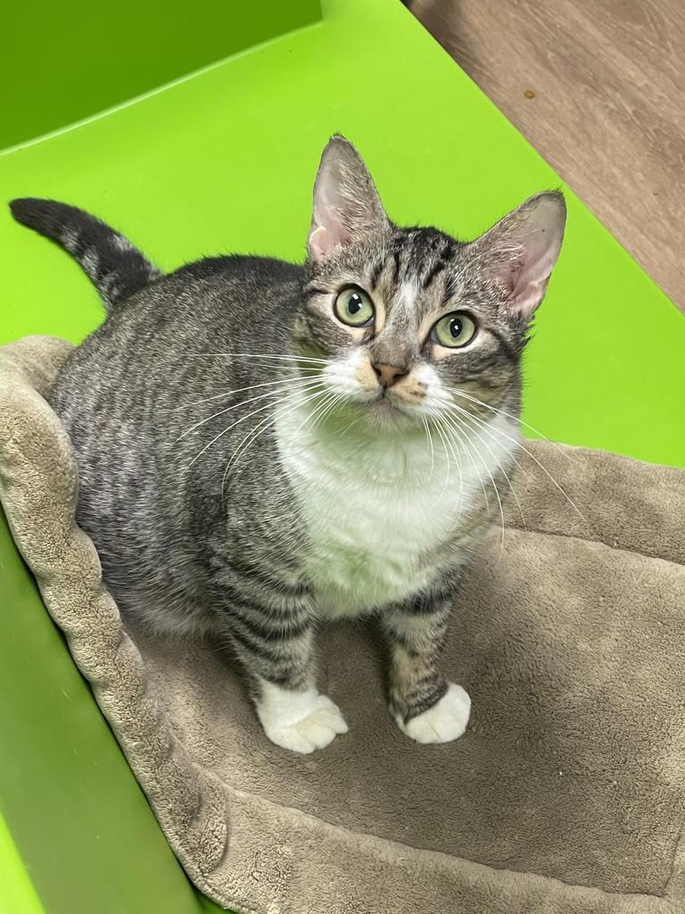 Enlarge Pixie, a Adoptable mixed breed in Corpus Christi, TX image 2/2
