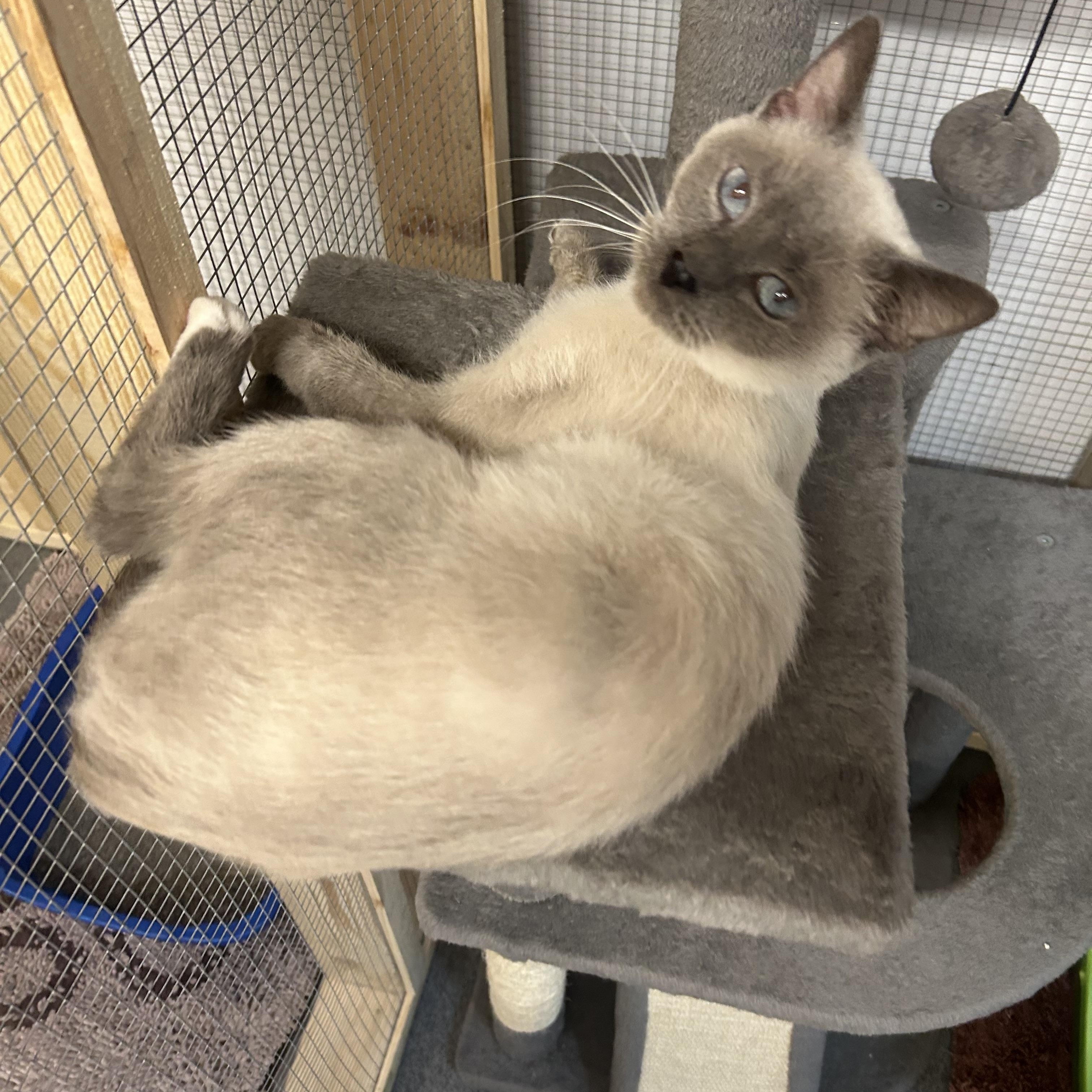 Emma, a Adoptable Siamese in Chisholm, MN image 2/3