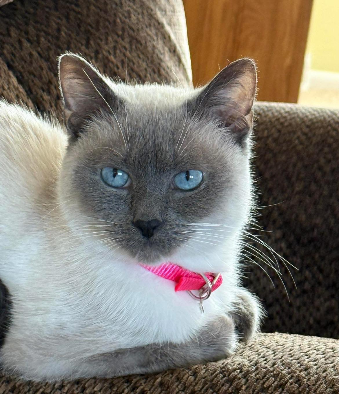 Emma, Adoptable, Senior Female Siamese.