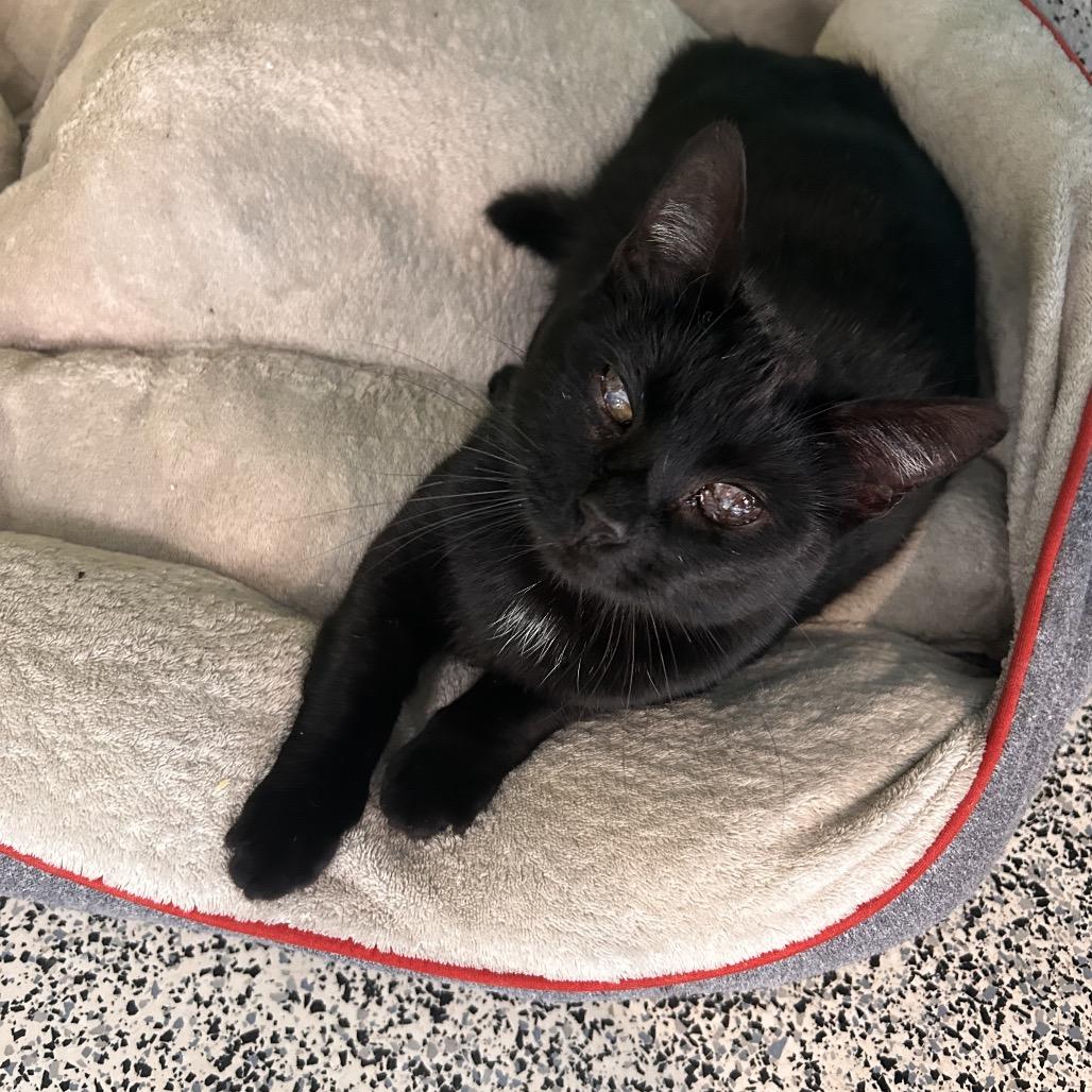 Barbeque Squirrel, Adoptable, Adult Female Domestic Short Hair.