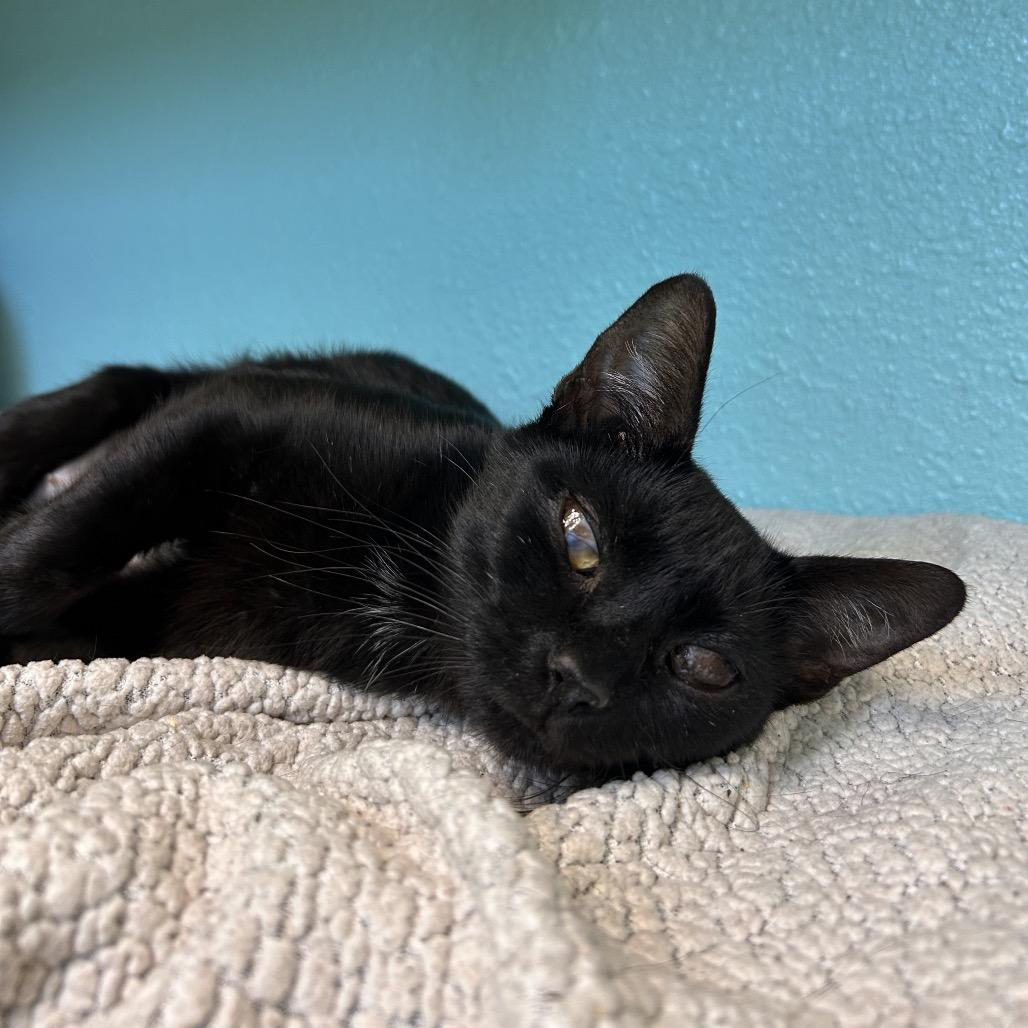 Barbeque Squirrel, a Adoptable Domestic Short Hair in Fresno, CA image 2/3