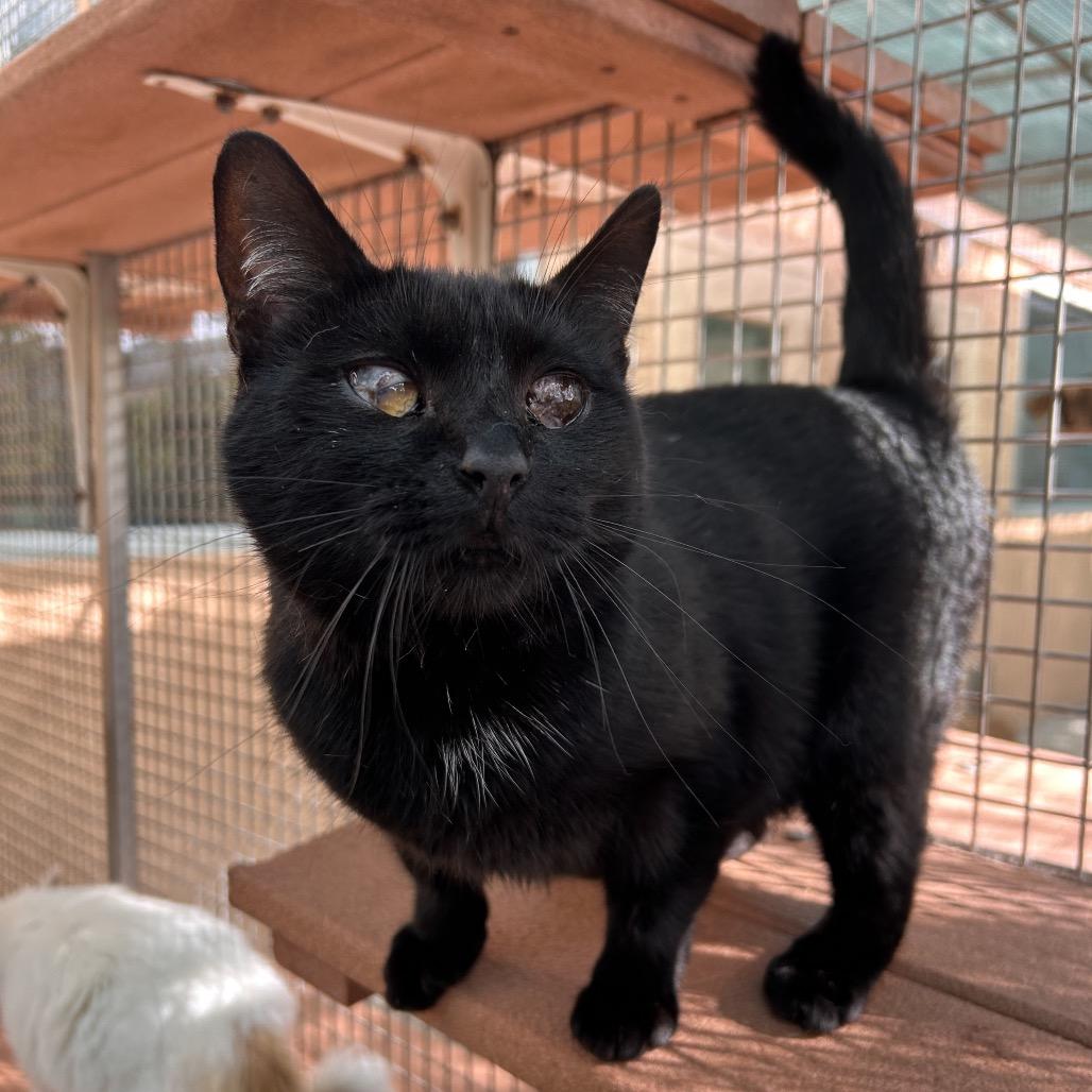 Barbeque Squirrel, a Adoptable Domestic Short Hair in Fresno, CA image 3/3