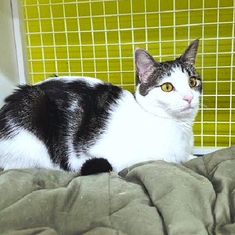Freya, an adoptable Tabby in Salt Lake City, UT, 84109 | Photo Image 1