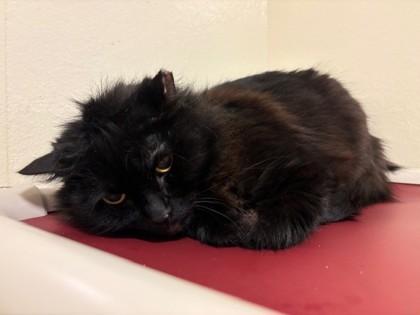 Mushroom, Adoptable, Young Male Domestic Long Hair & Domestic Short Hair.