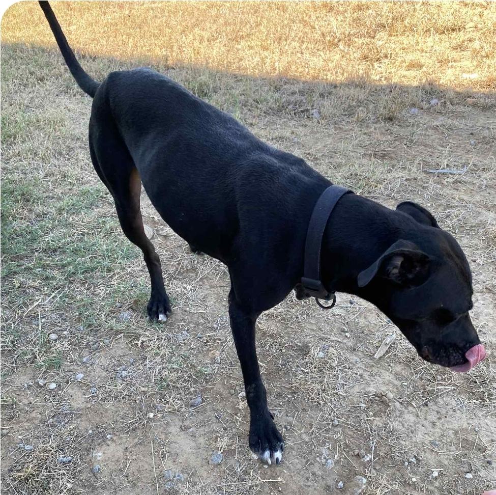 Lou (URGENT), Adoptable, Young Male Pit Bull Terrier & Catahoula Leopard Dog.