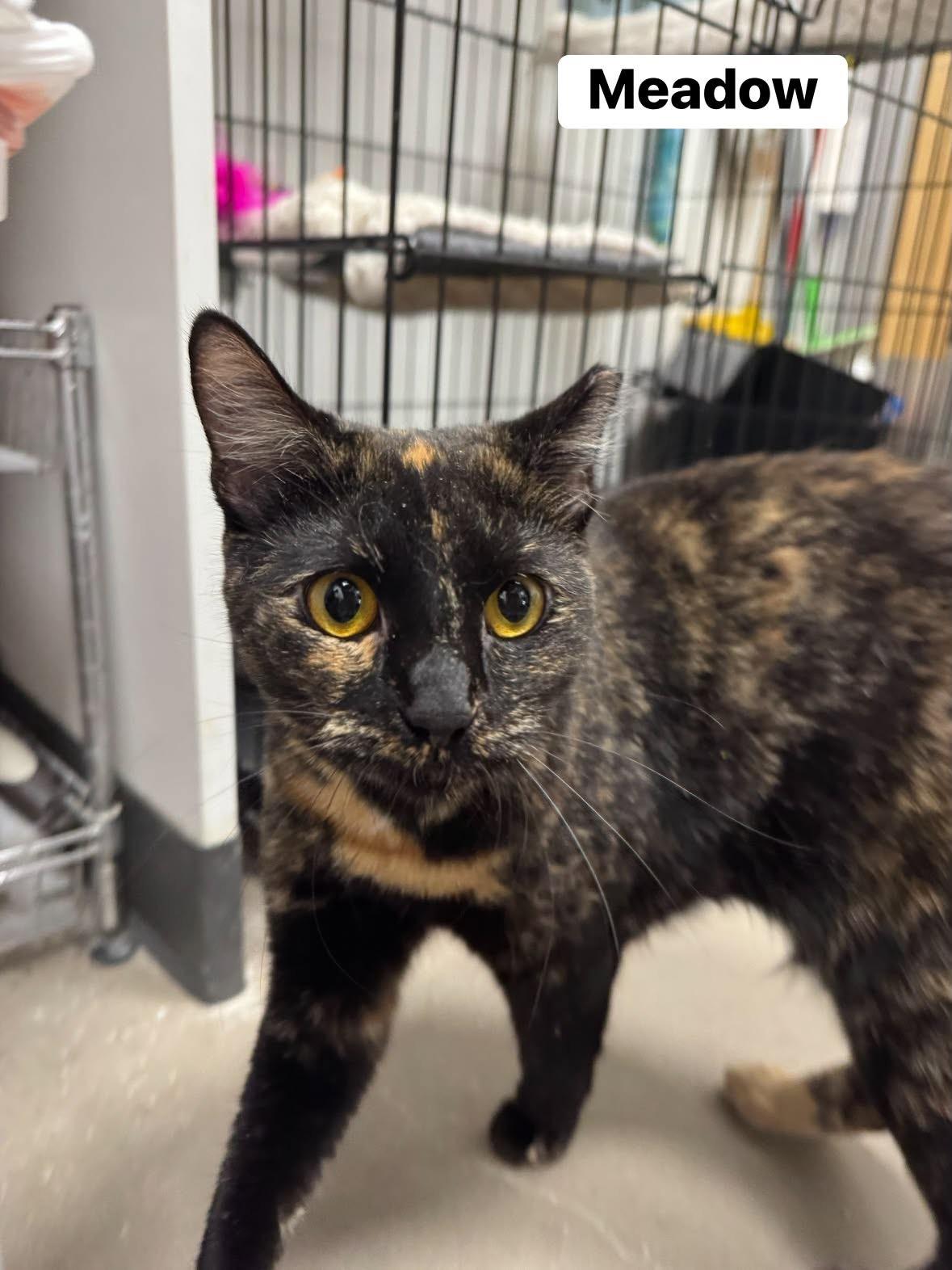 Meadow, ADOPTABLE, Young Female Tortoiseshell.
