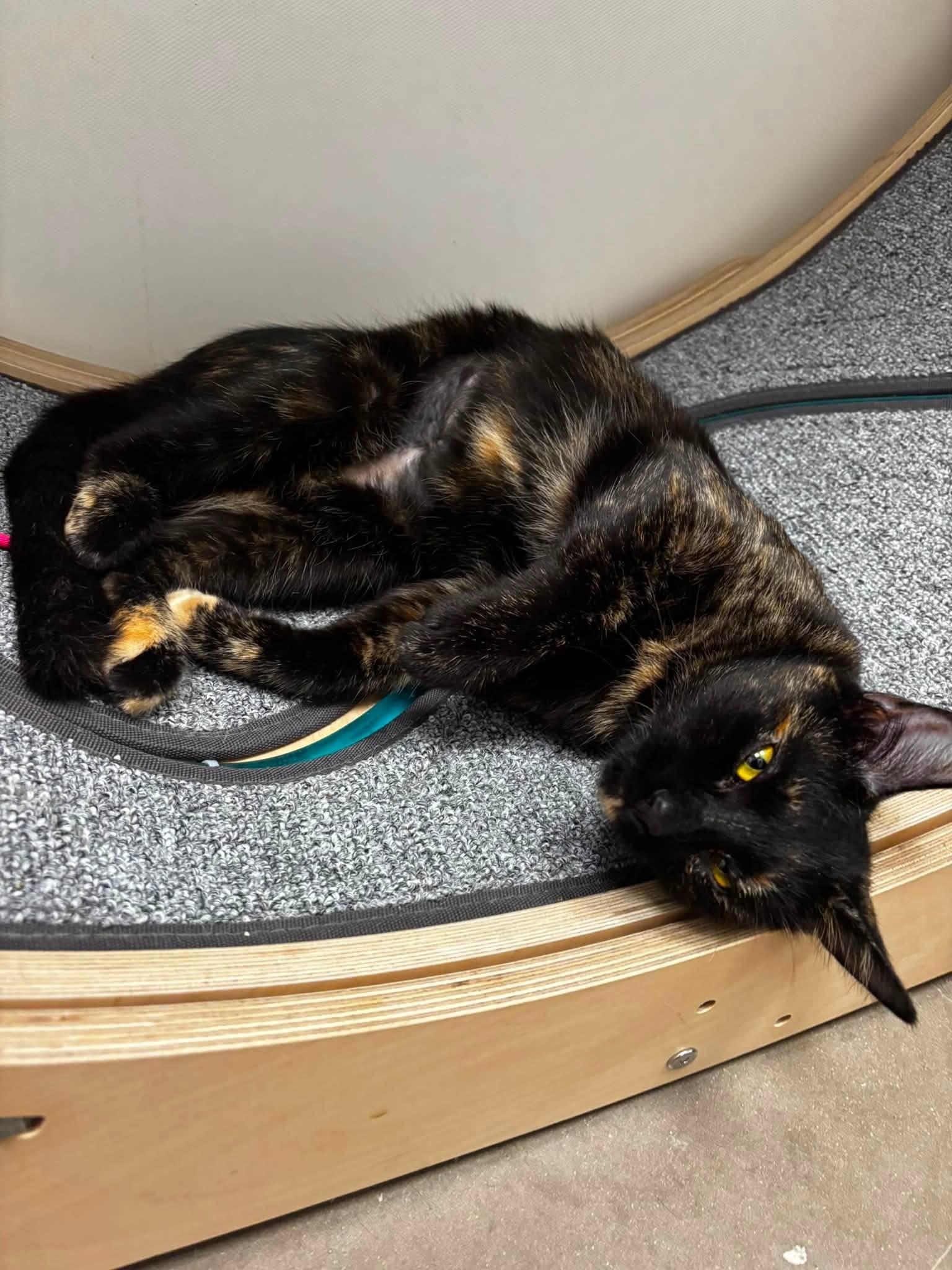 Meadow, a ADOPTABLE Tortoiseshell in Staten Island, NY image 2/4