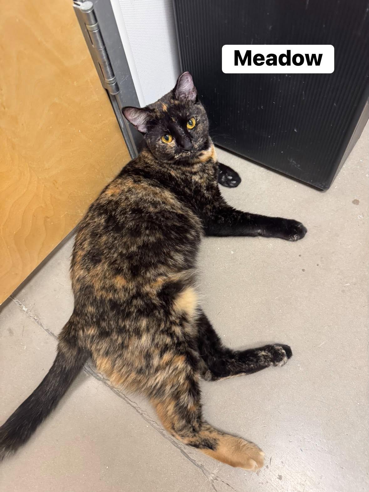Meadow, a ADOPTABLE Tortoiseshell in Staten Island, NY image 4/4