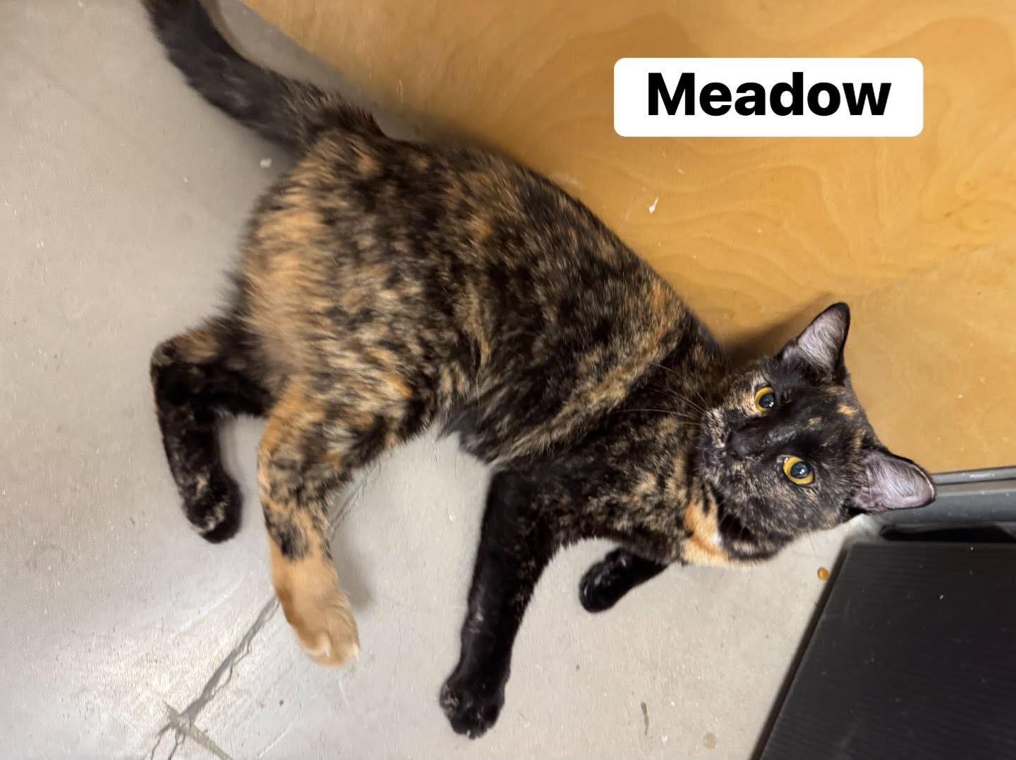 Meadow, a ADOPTABLE Tortoiseshell in Staten Island, NY image 3/4