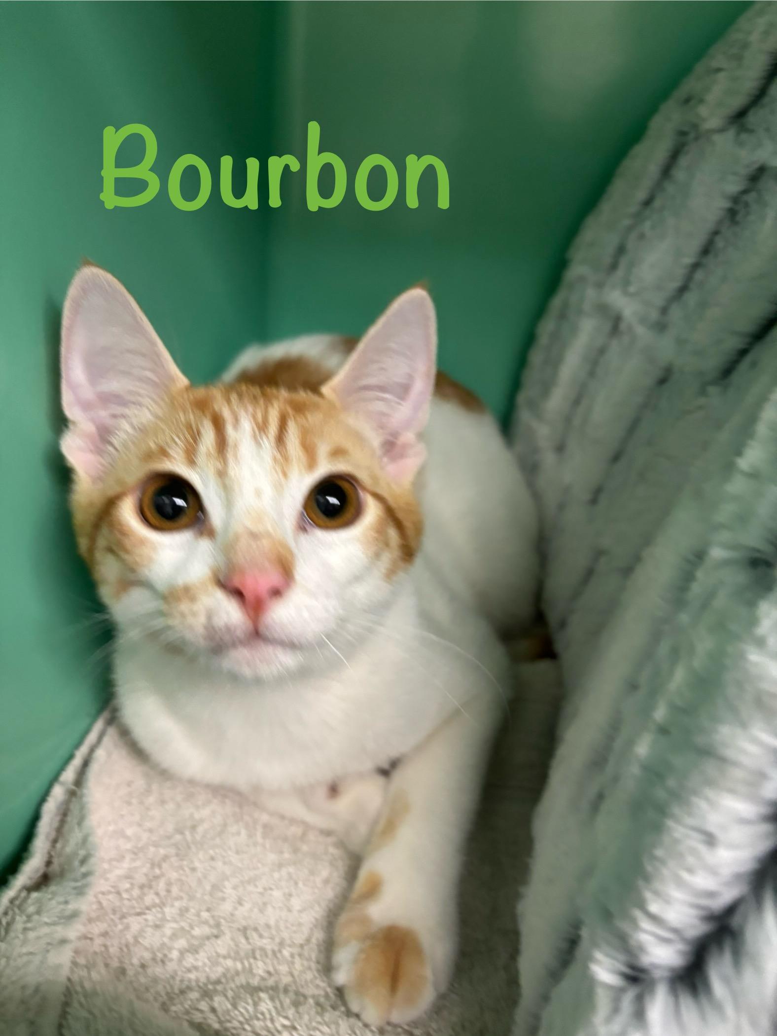 Enlarge Bourbon , an adopted Domestic Short Hair in Crescent City, CA image 1/1