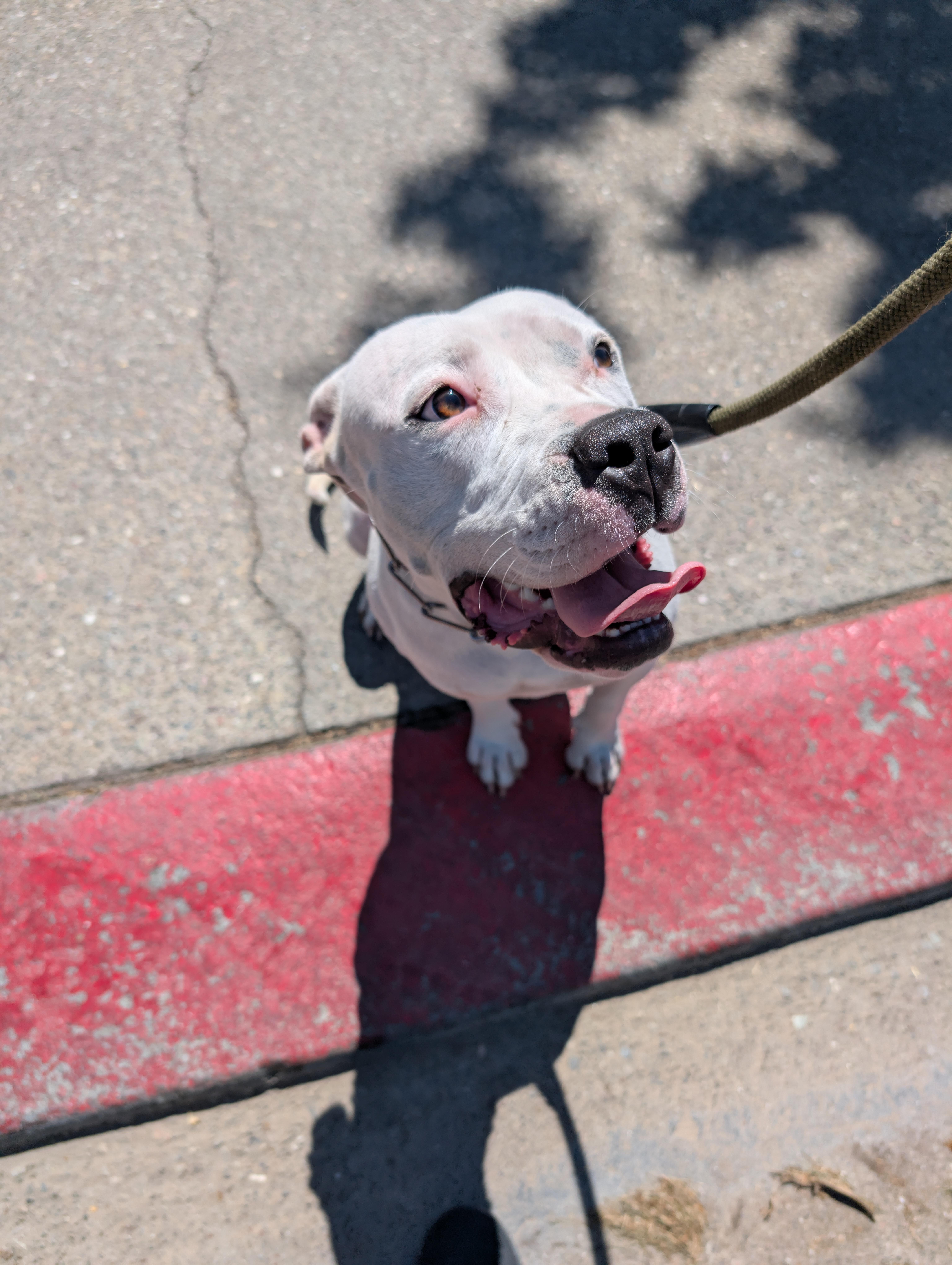 Mimi (Owner Assist), Adoptable, Young Female Pit Bull Terrier.