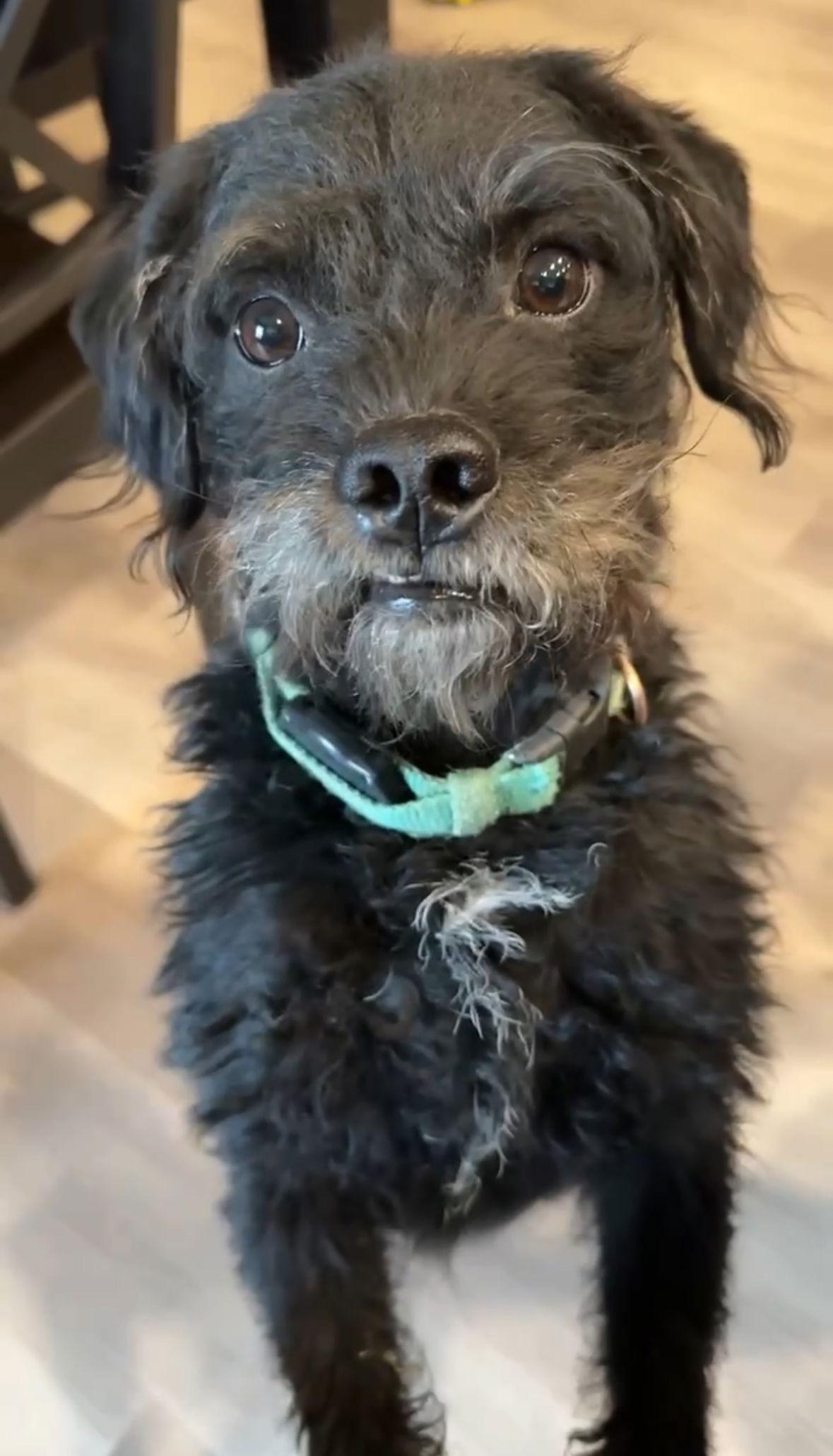 Texas Ranger- ADOPTION IN PROCESS, Adoptable, Young Male Terrier.