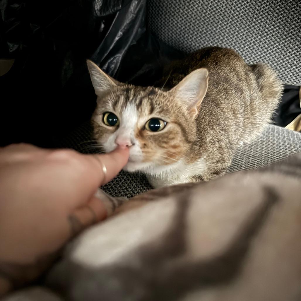 Misty, Adoptable, Adult Female Domestic Short Hair.