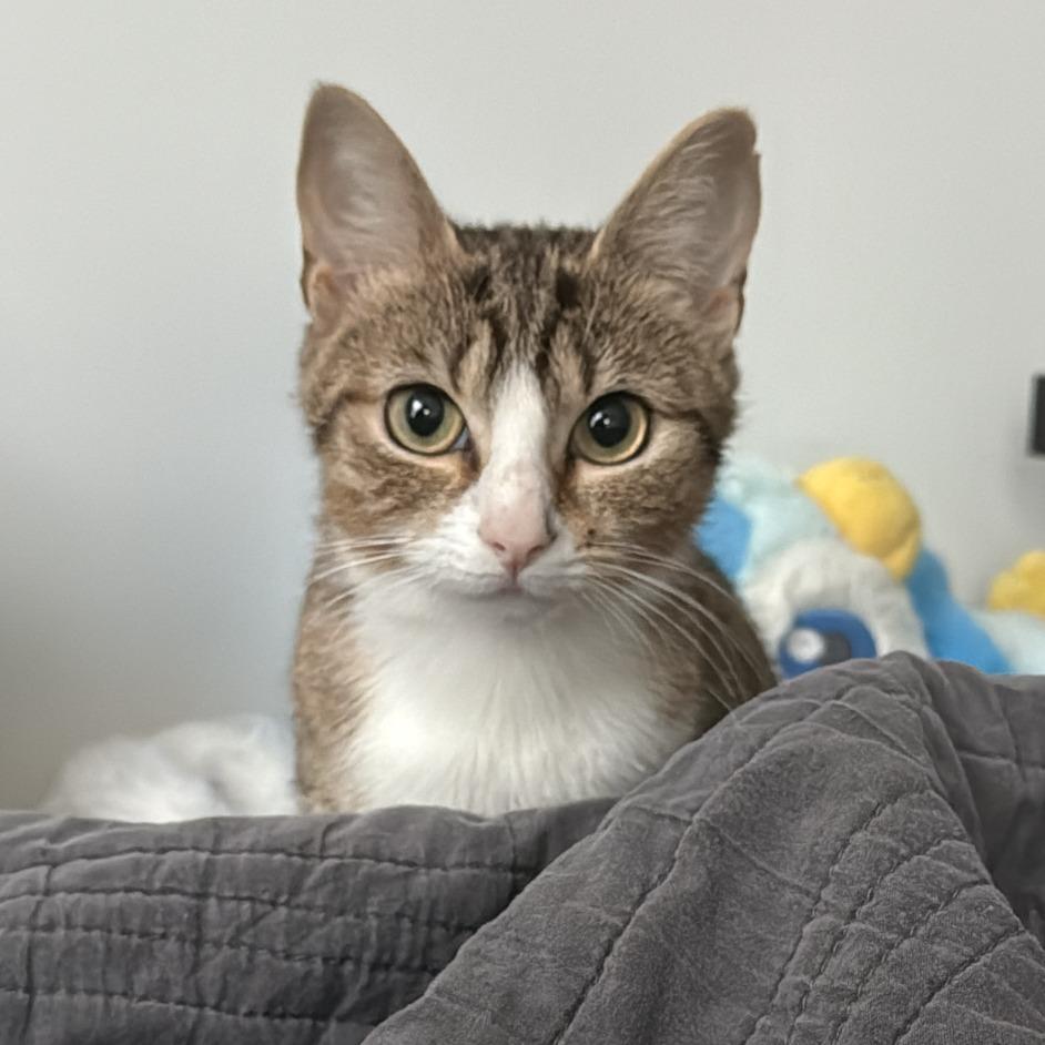 Misty, a Adoptable Domestic Short Hair in Philadelphia, PA image 1/6