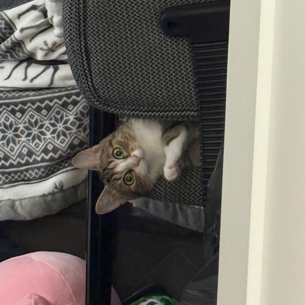 Misty, a Adoptable Domestic Short Hair in Philadelphia, PA image 2/6