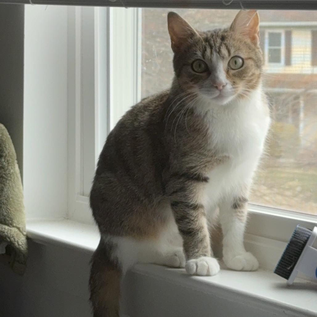 Misty, a Adoptable Domestic Short Hair in Philadelphia, PA image 3/6