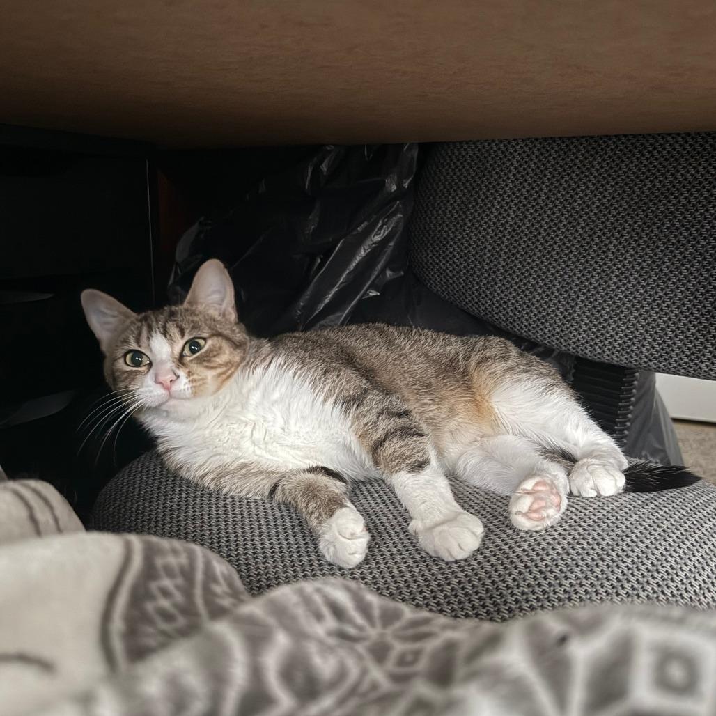 Misty, a Adoptable Domestic Short Hair in Philadelphia, PA image 5/6