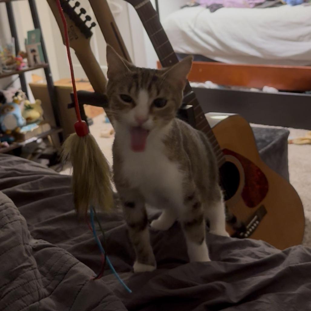 Misty, a Adoptable Domestic Short Hair in Philadelphia, PA image 6/6