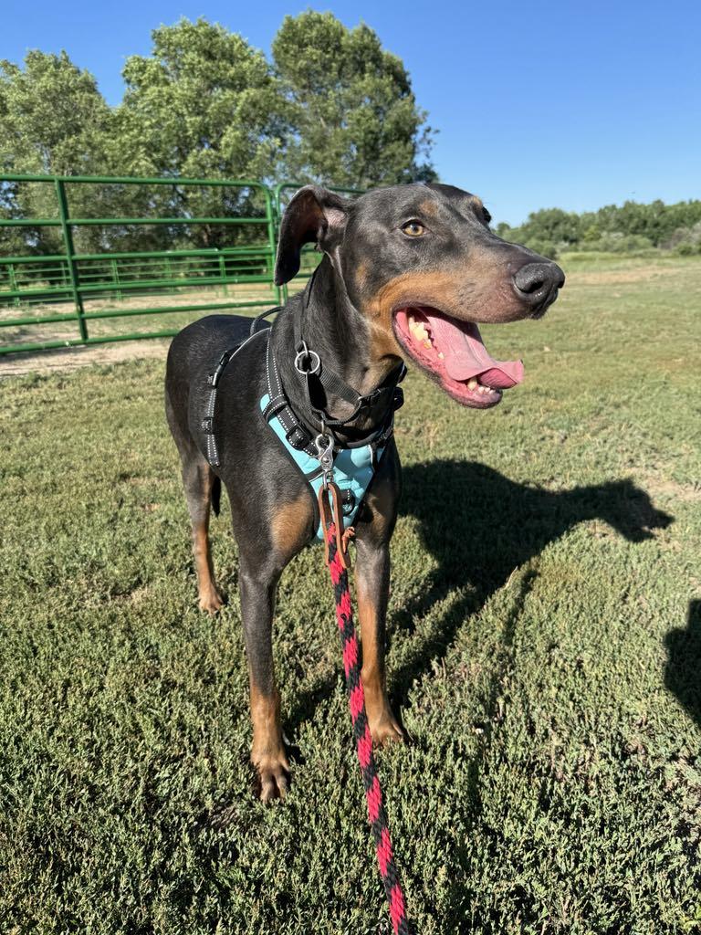 Jax, a Adoptable Doberman Pinscher in Denver, CO image 3/6