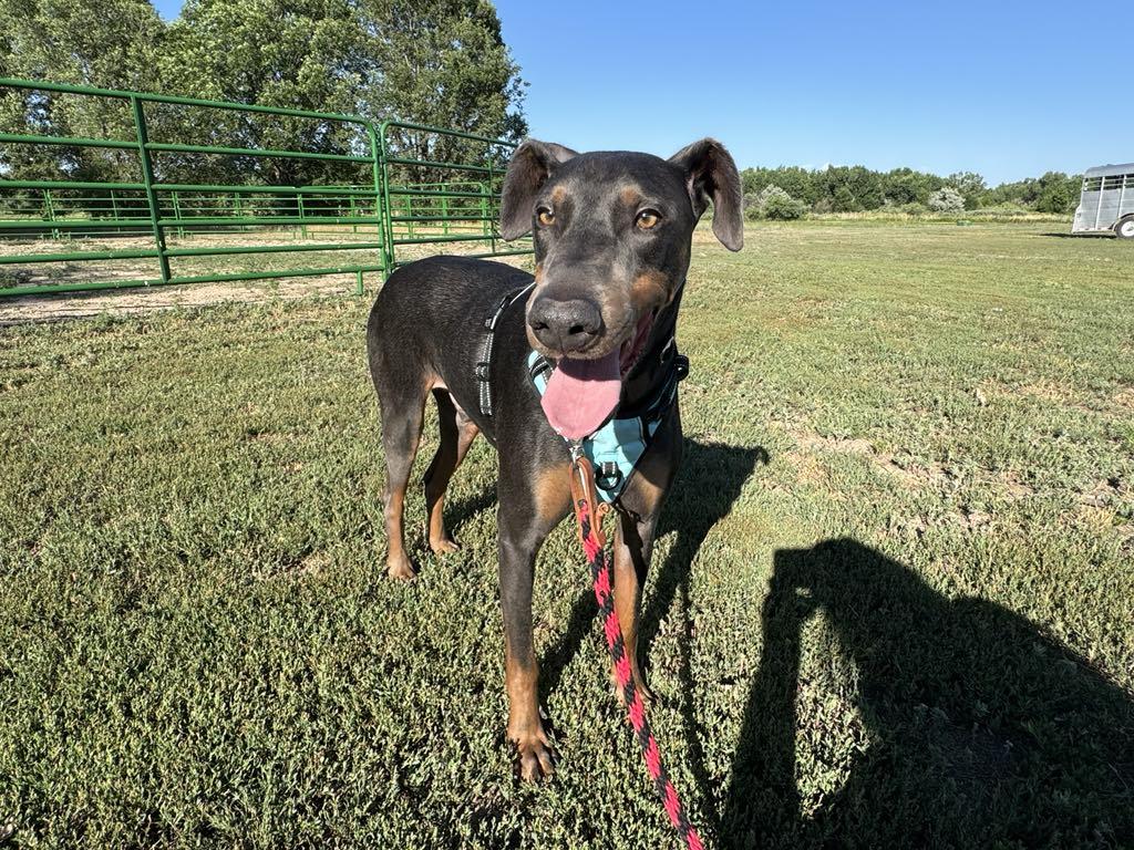 Jax, a Adoptable Doberman Pinscher in Denver, CO image 5/6