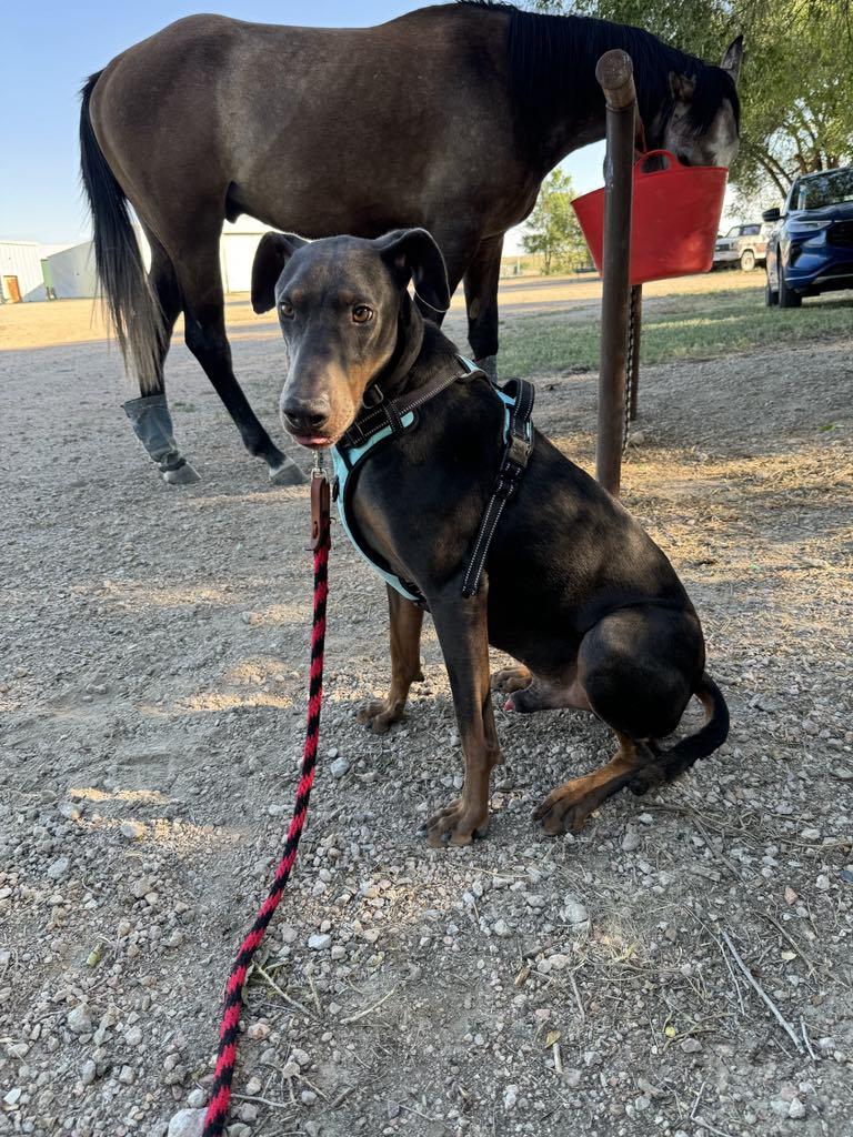 Jax, a Adoptable Doberman Pinscher in Denver, CO image 6/6