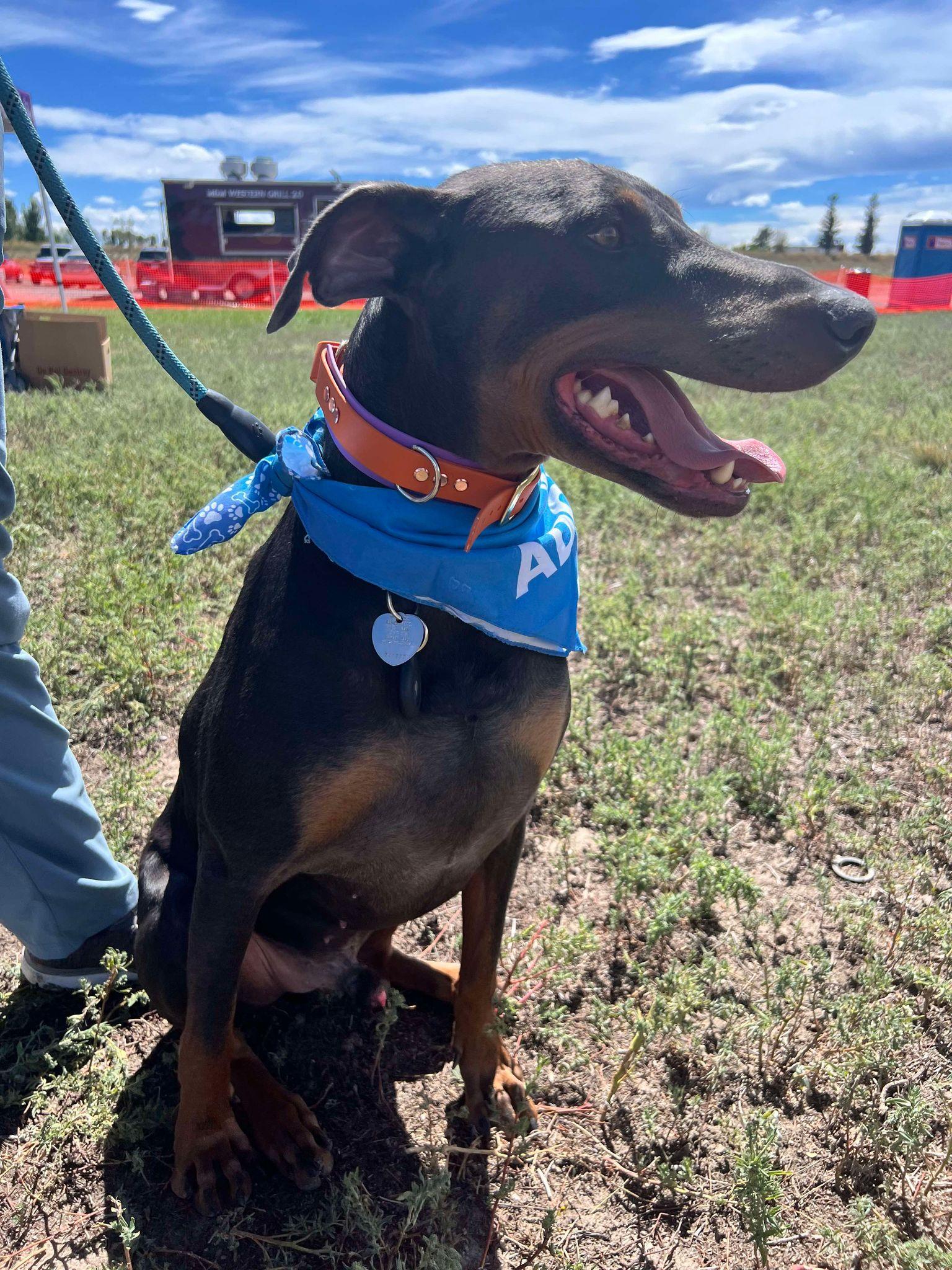Enlarge Jax, a Adoptable Doberman Pinscher in Denver, CO image 6/6