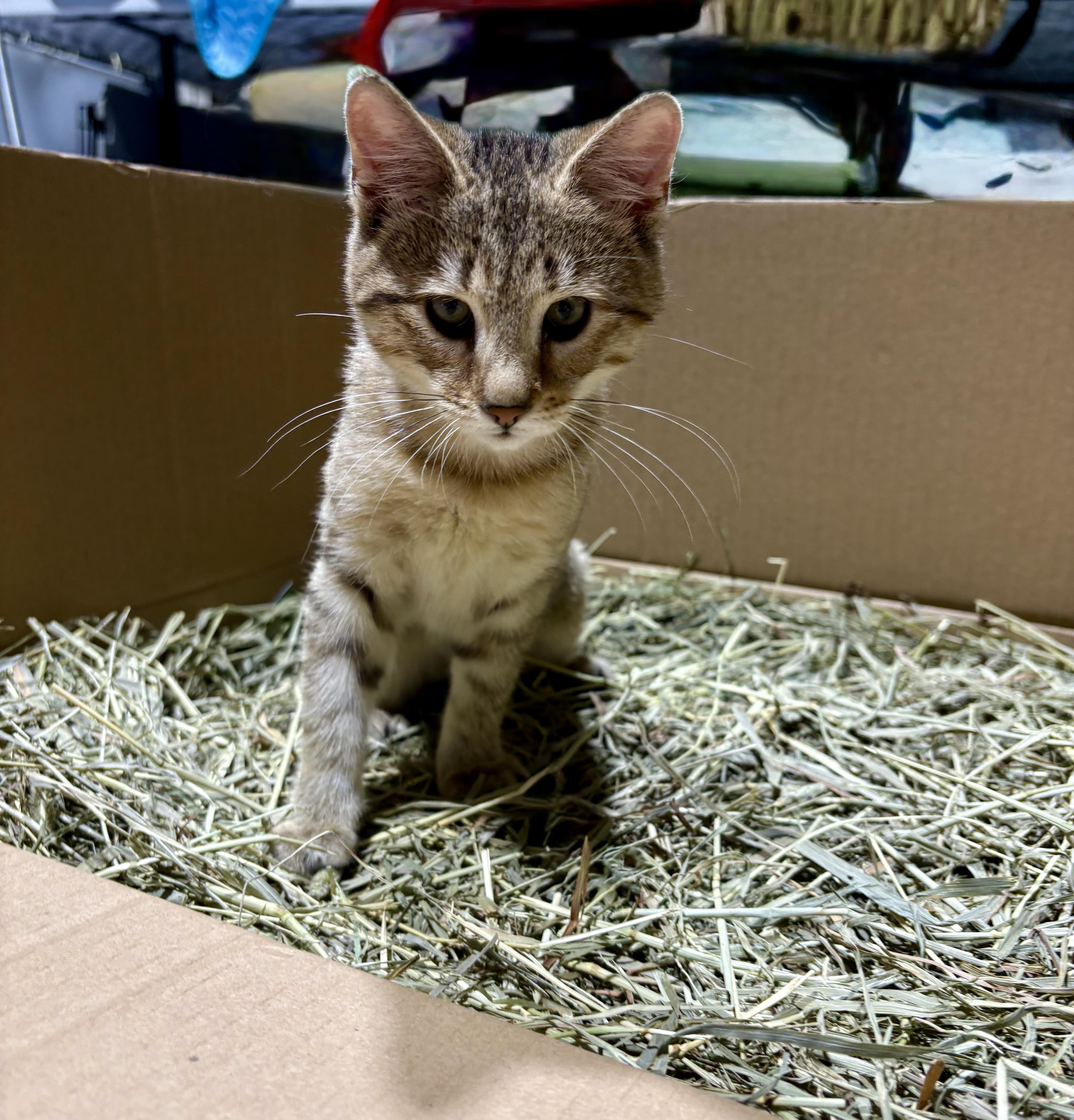 Ivy**special needs**, Young Female Domestic Short Hair