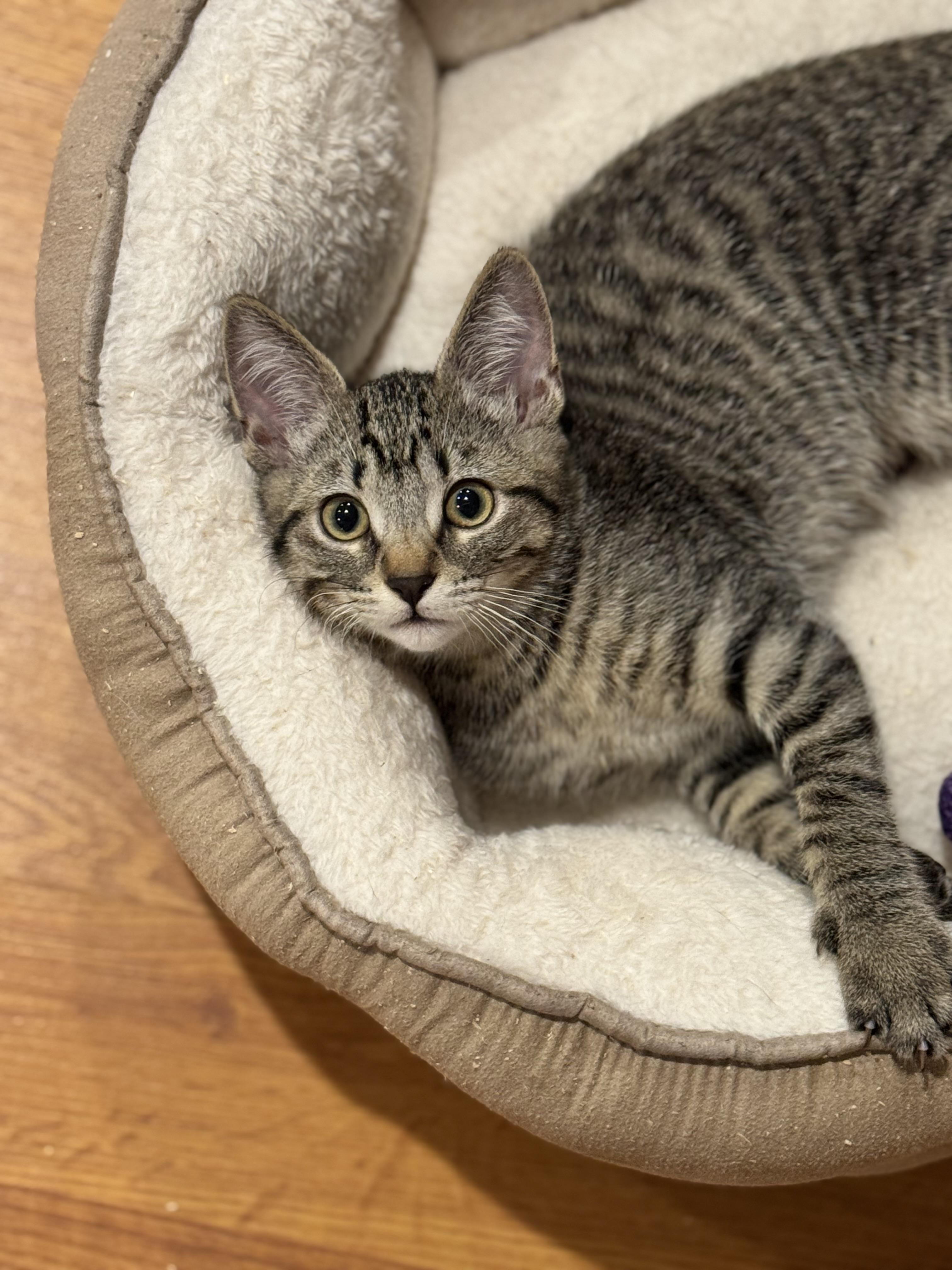 Enlarge Lucy, a Adoptable Domestic Short Hair in Roberts Creek, BC image 1/2
