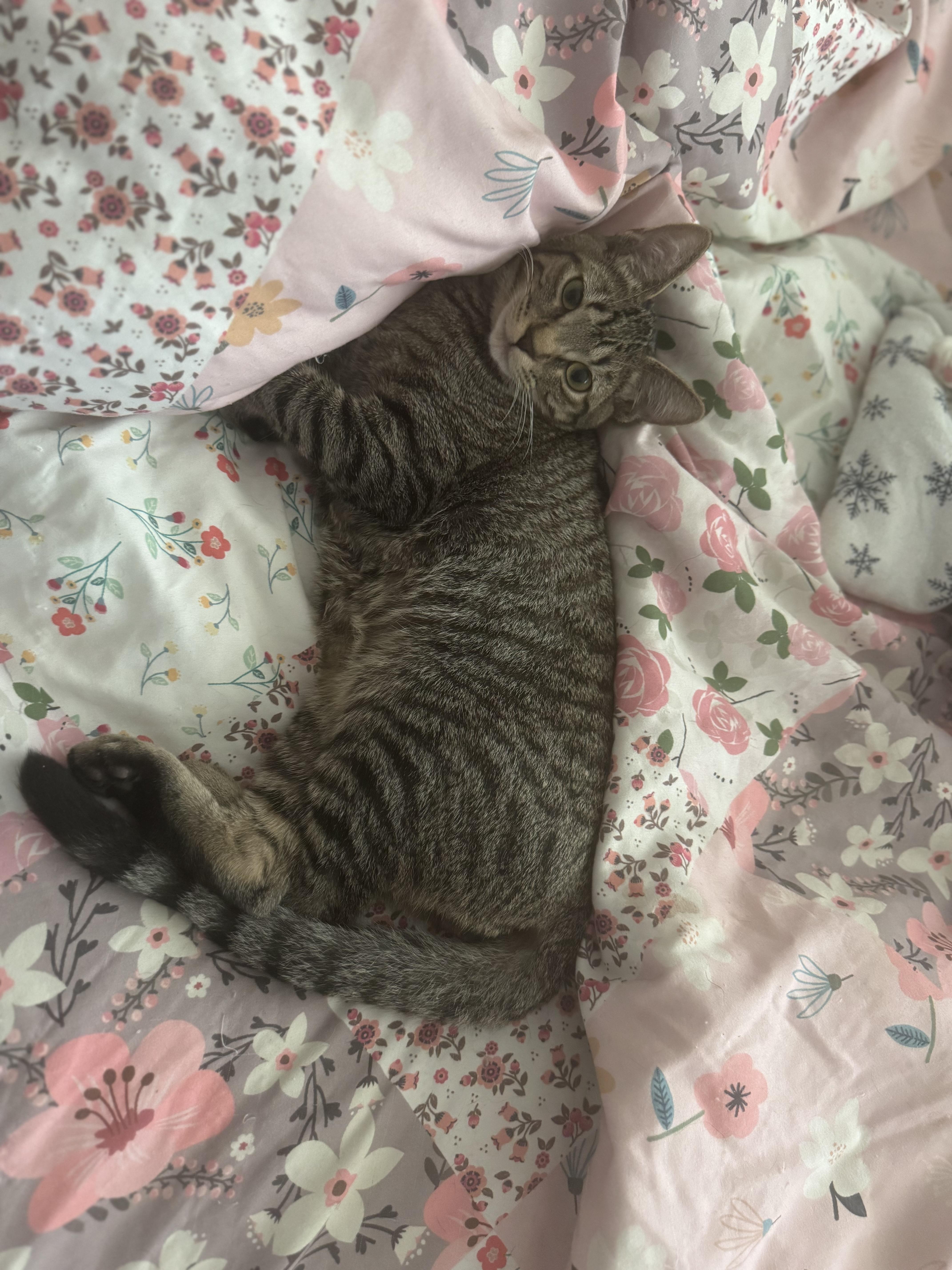 Enlarge Lucy, a Adoptable Domestic Short Hair in Roberts Creek, BC image 2/2