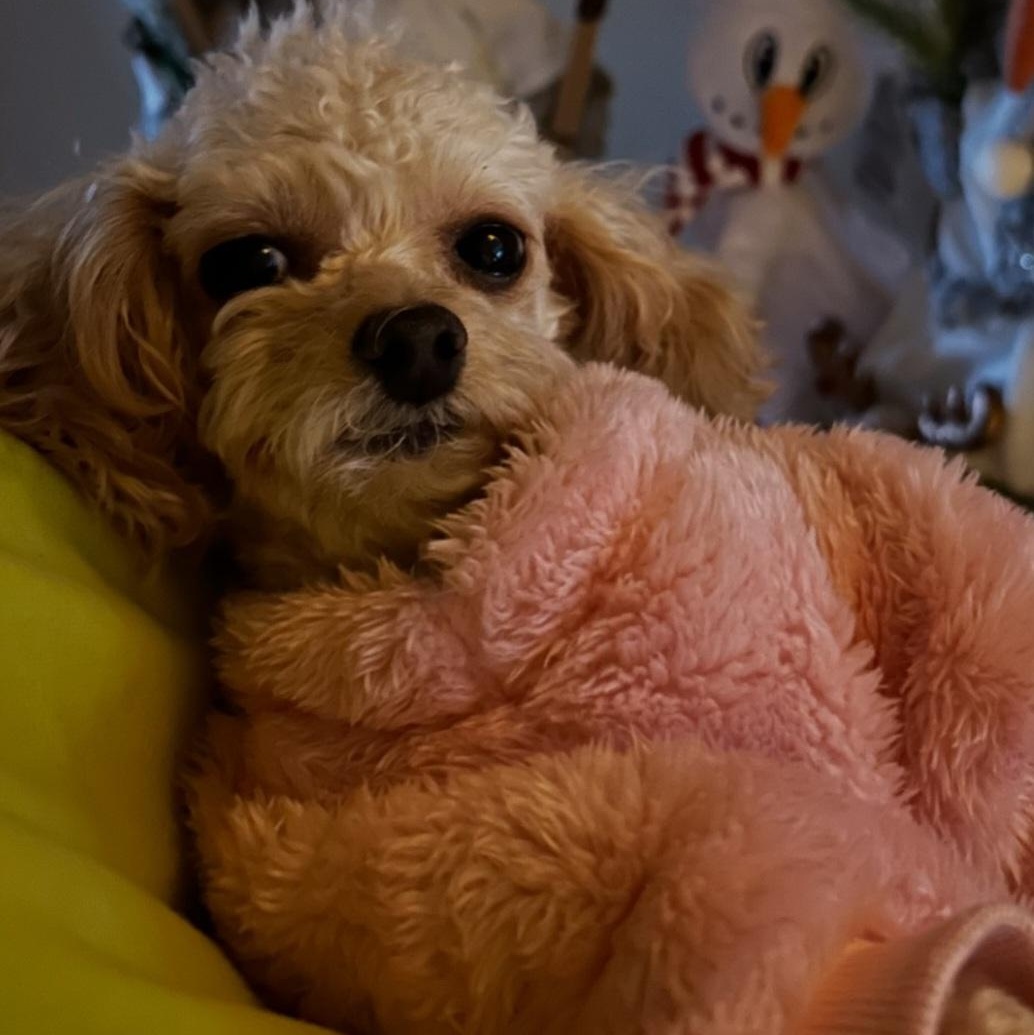 Cutsey, a ADOPTABLE Poodle (Toy) in Maumee, OH image 2/3