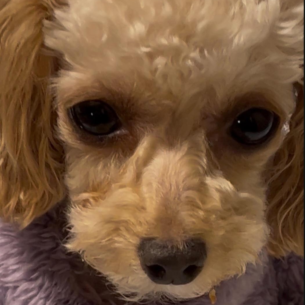 Cutsey, a ADOPTABLE Poodle (Toy) in Maumee, OH image 3/3