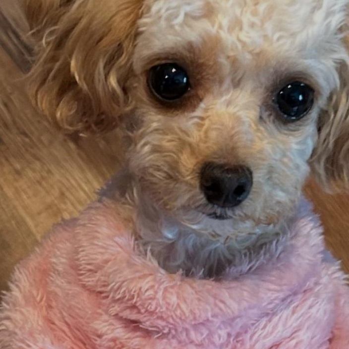 Cutsey, a ADOPTABLE Poodle (Toy) in Maumee, OH image 1/3