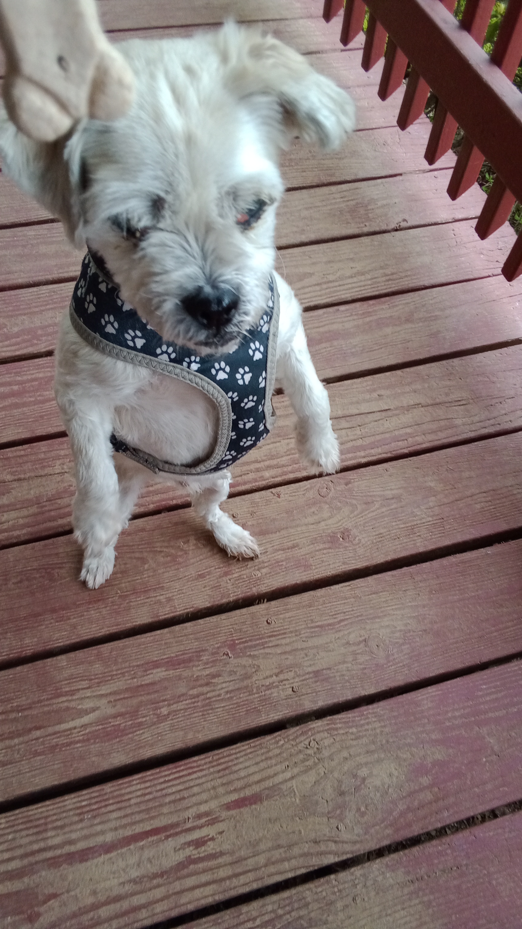 Dog for adoption Nigel adoption pending!, a Maltese & Maltipoo Mix in