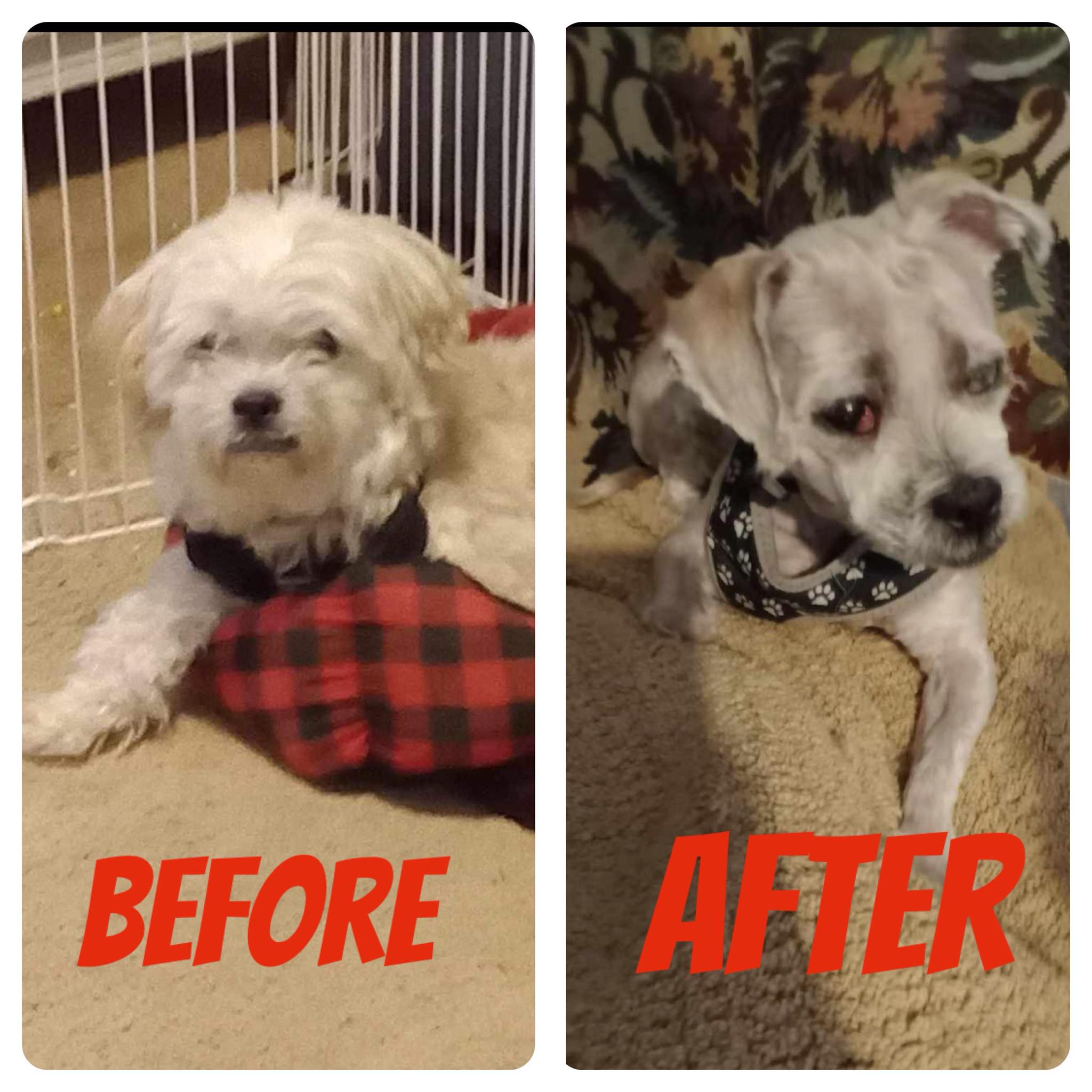 Dog for adoption Nigel adoption pending!, a Maltese & Maltipoo Mix in