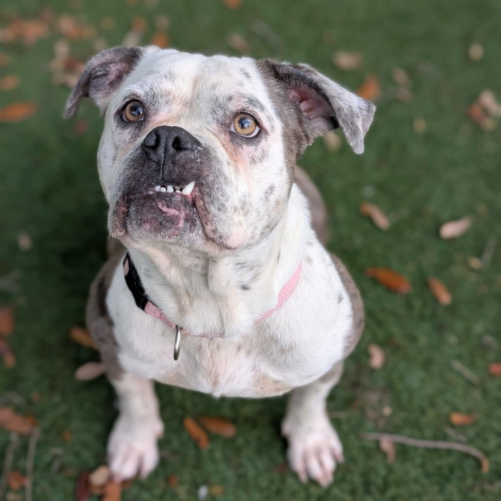 Duchess — thumbnail 3