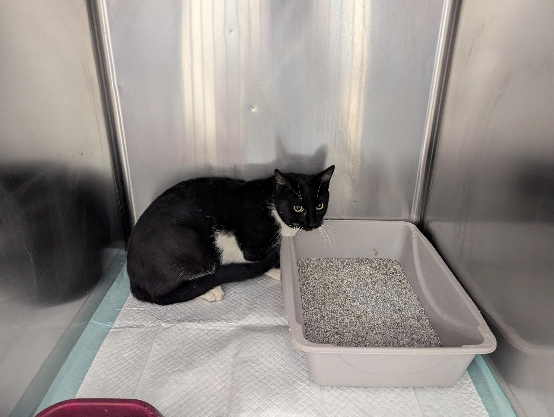 Zinnia11714 (RESCUED), ADOPTABLE, Young Female Domestic Short Hair.