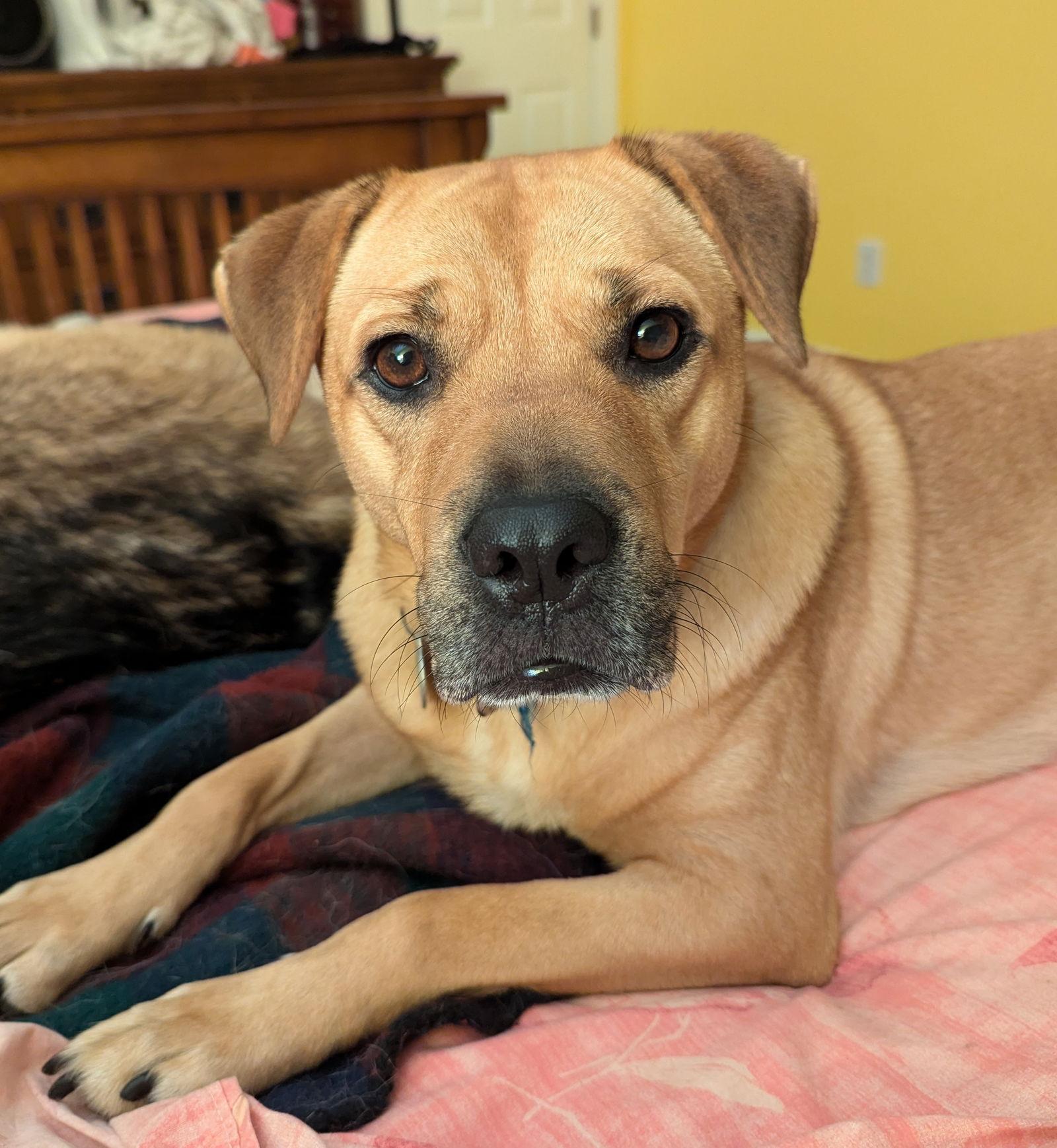Honey, Adoptable, Adult Female Terrier & Hound.