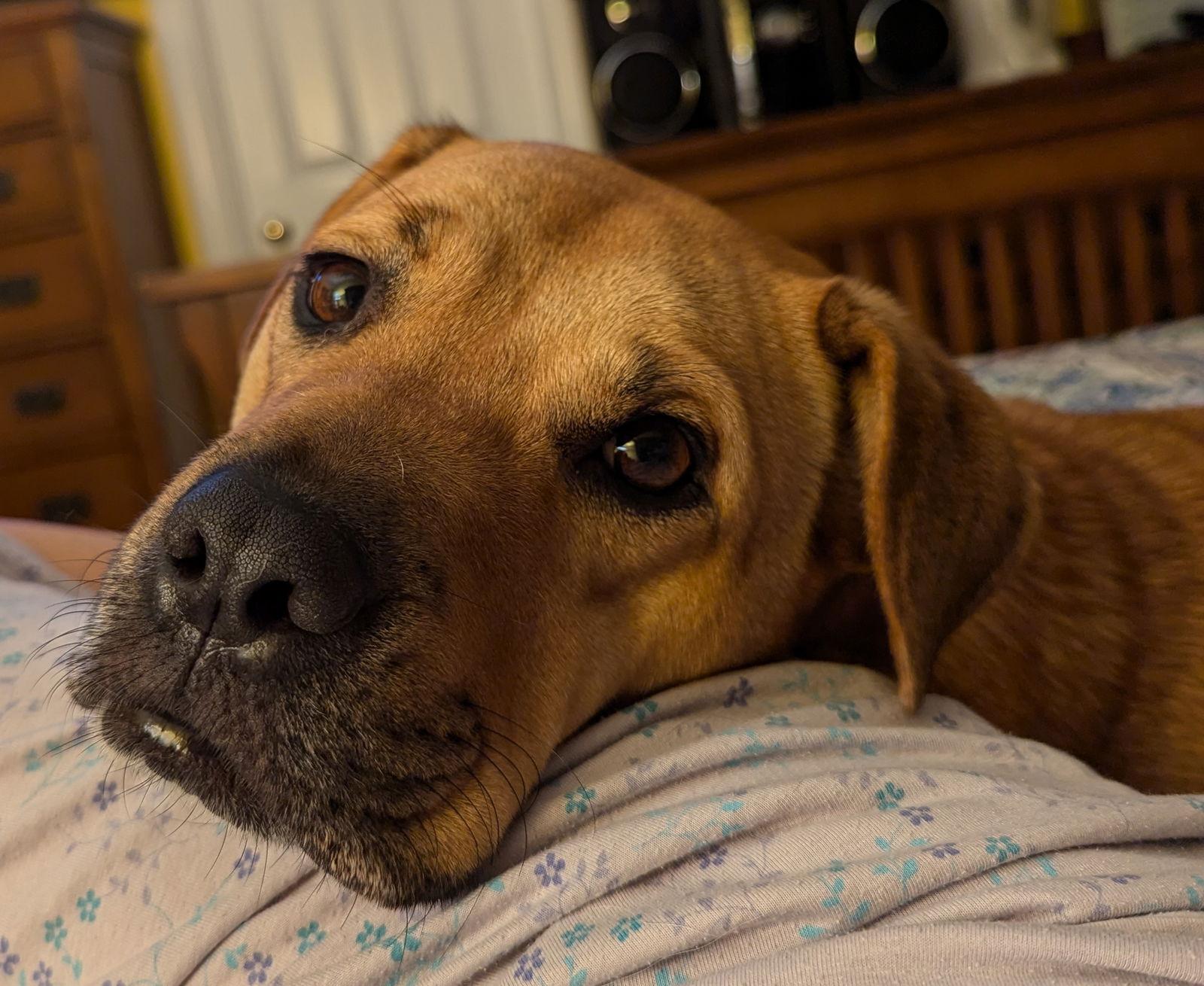 Enlarge Honey, a Adoptable mixed breed in Cary, NC image 2/3