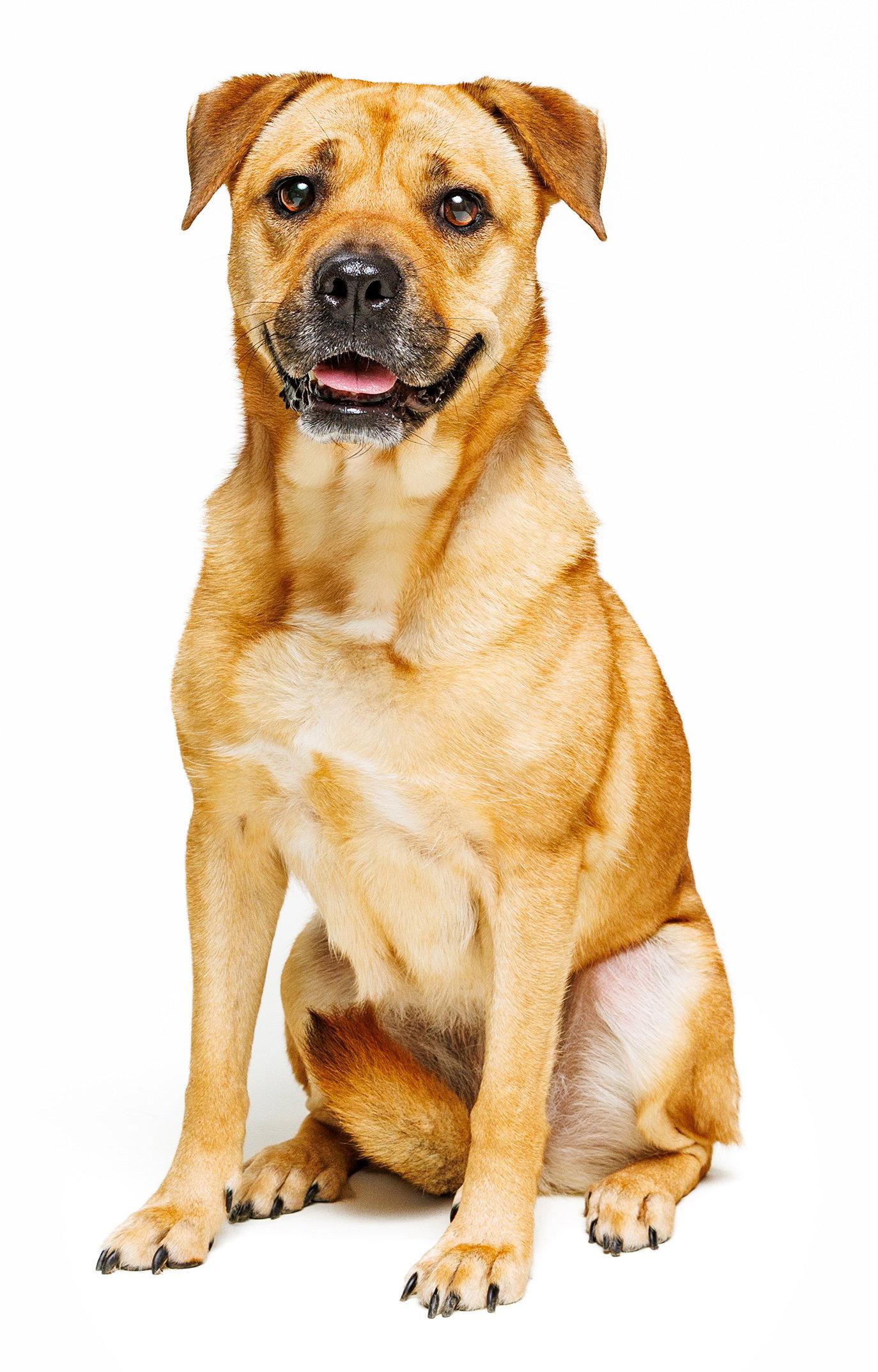Enlarge Honey, a Adoptable mixed breed in Cary, NC image 1/3